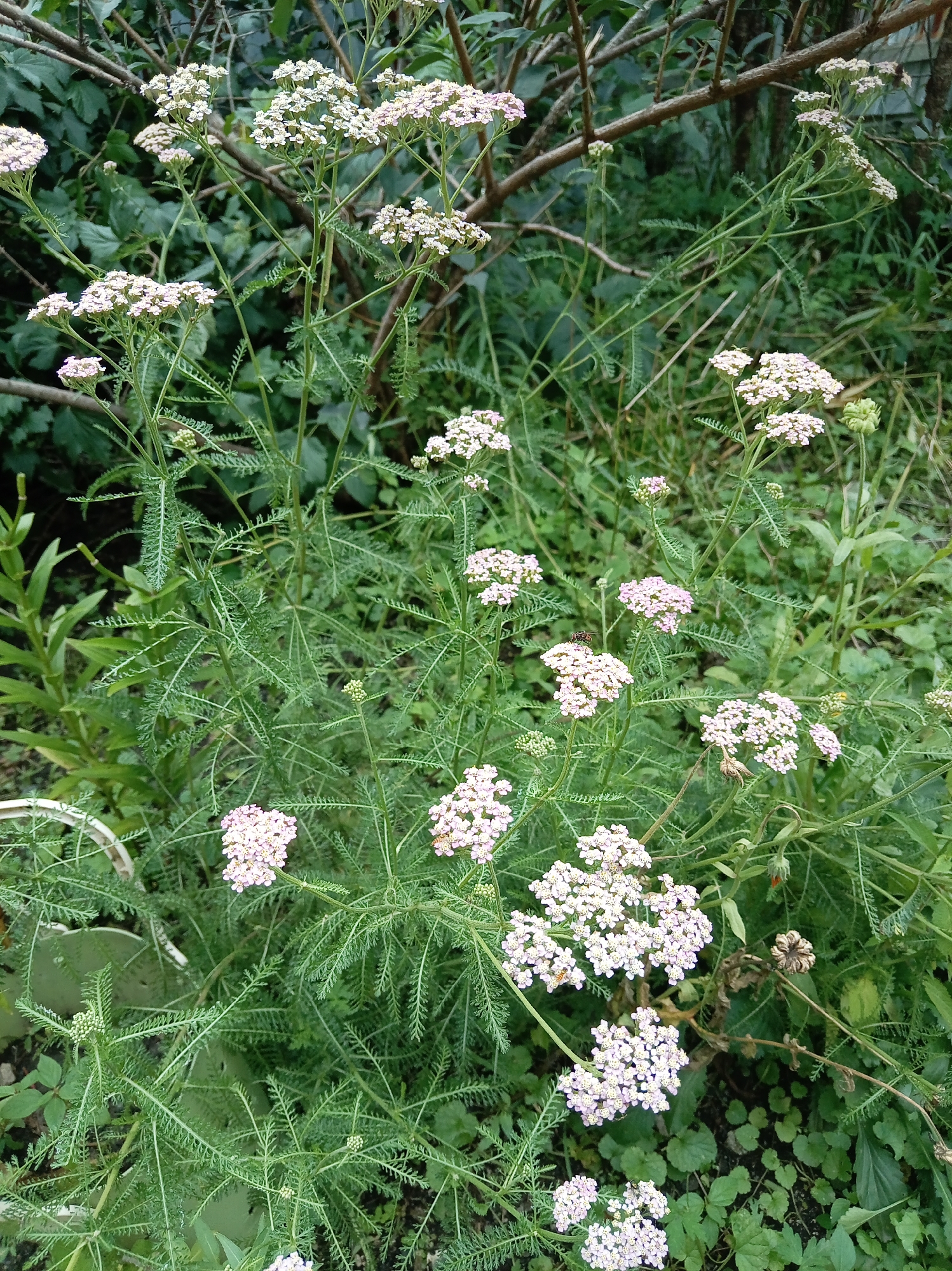 The image shows a cluster of yarrow plants with small white and pink flowers. The plants have feathery green leaves and are growing in an outdoor environment. In the background, there are darker green leaves and branches. One yarrow flower cluster has a bee on it. The scene is likely a garden or a natural area. This image is not specific to Artyom, Russia.