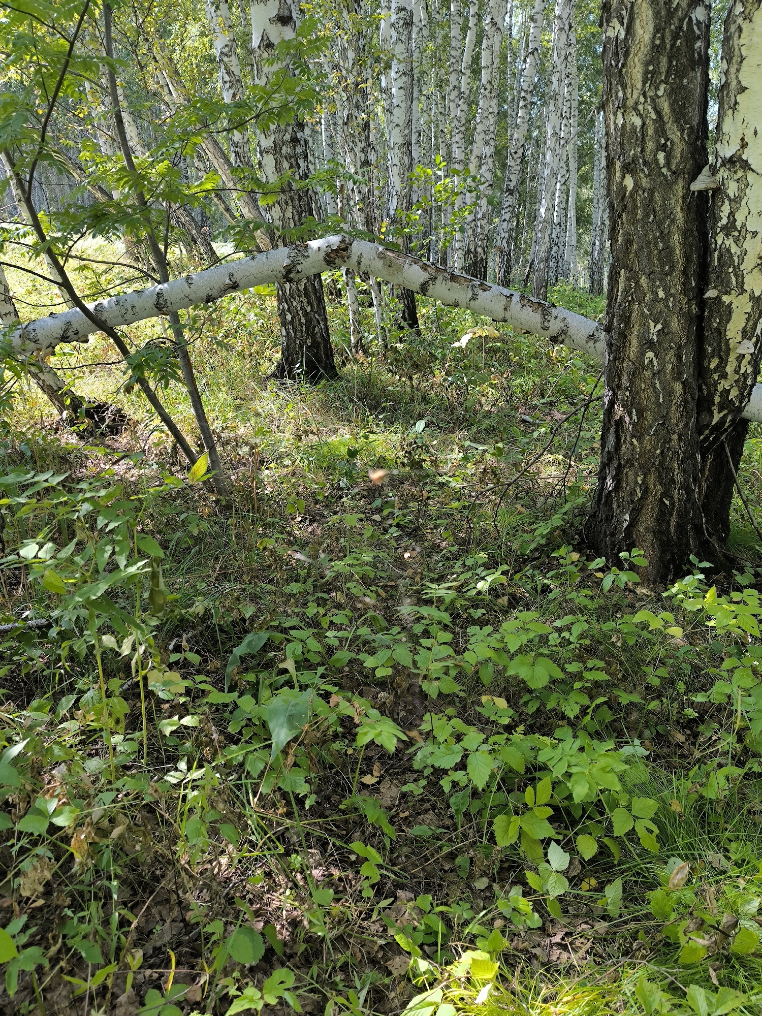 This is a full-shot, eye-level, outdoor, natural light photograph of a birch forest in Maiskii, Russia. The image depicts a fallen birch tree trunk that spans across the frame, resting on the forest floor and continuing its path out of the left side of the frame. The trunk is white and segmented with dark markings characteristic of birch bark. It appears to be broken or bent midway, with one section lower than the other.
The forest floor is covered in a thick layer of green undergrowth, including various types of plants and leaves, with some dry leaves and twigs scattered throughout. Sunlight filters through the dense canopy of the surrounding birch trees, creating dappled light and shadows on the ground. The trees themselves are tall and slender, with white bark and thin branches that reach upwards. In the background, a dense stand of birch trees stretches into the distance, creating a sense of depth. The overall impression is one of a natural, somewhat overgrown forest scene. There are no people or animals visible in the image.