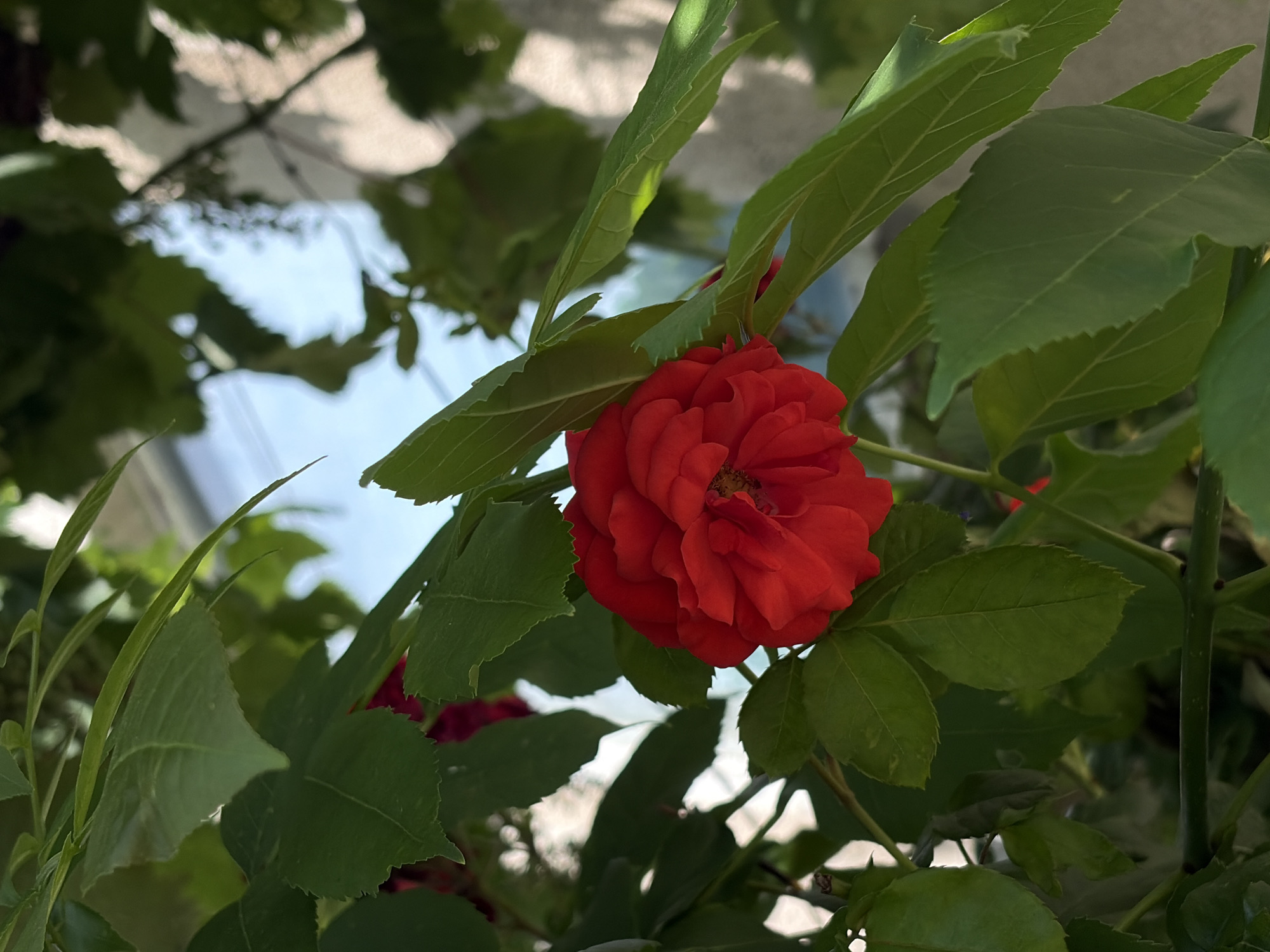 A close-up, eye-level shot shows a bright red rose in full bloom, nestled amongst lush green leaves. The rose, with its tightly packed petals, is the focal point of the image, its vibrant color contrasting with the surrounding foliage. The leaves are varied in shape and size, some catching the sunlight and appearing brighter, while others are in shadow. In the background, a blurry view of a building and the sky is visible, suggesting an outdoor urban setting. The lighting suggests it is daytime.