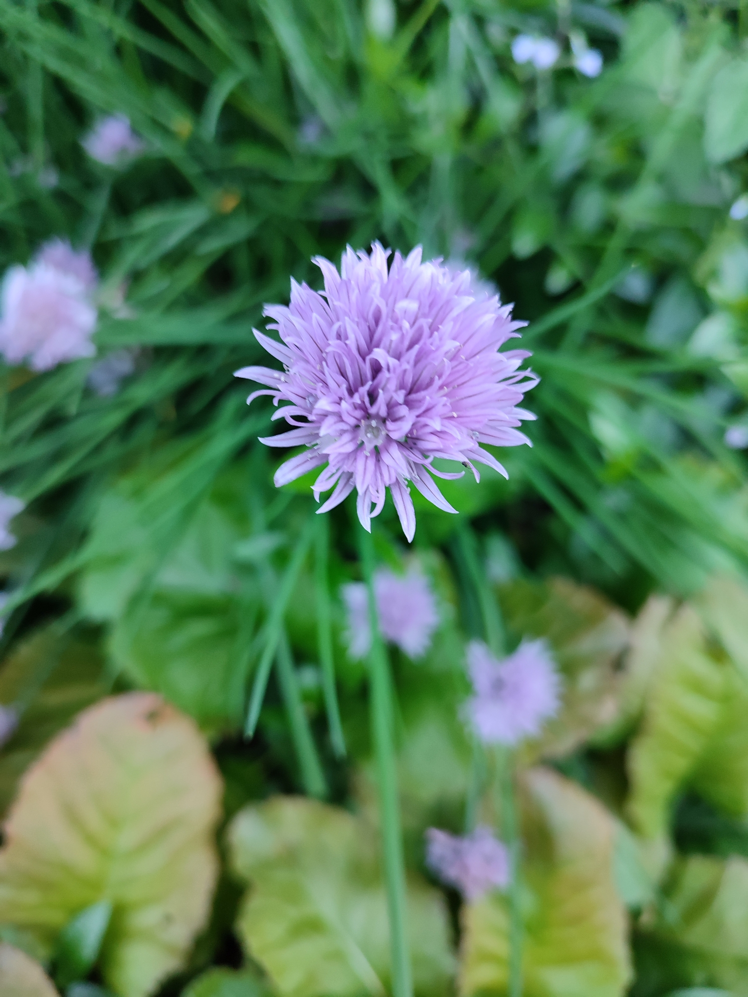 The image is a close-up, eye-level, vertical shot of a single, light purple chive flower in full bloom, centered in the frame. The flower has a spherical shape composed of many thin, delicate petals radiating outwards. The background is a blur of green foliage and some out-of-focus light purple flower heads, suggesting a garden or natural setting. The lighting is natural, and the focus is sharp on the main flower, with the surrounding elements softly blurred, creating a bokeh effect. The image does not contain any people or specific urban landmarks that would indicate its location in Vsevolozhsk, Russia. The scene depicts a natural, botanical subject.