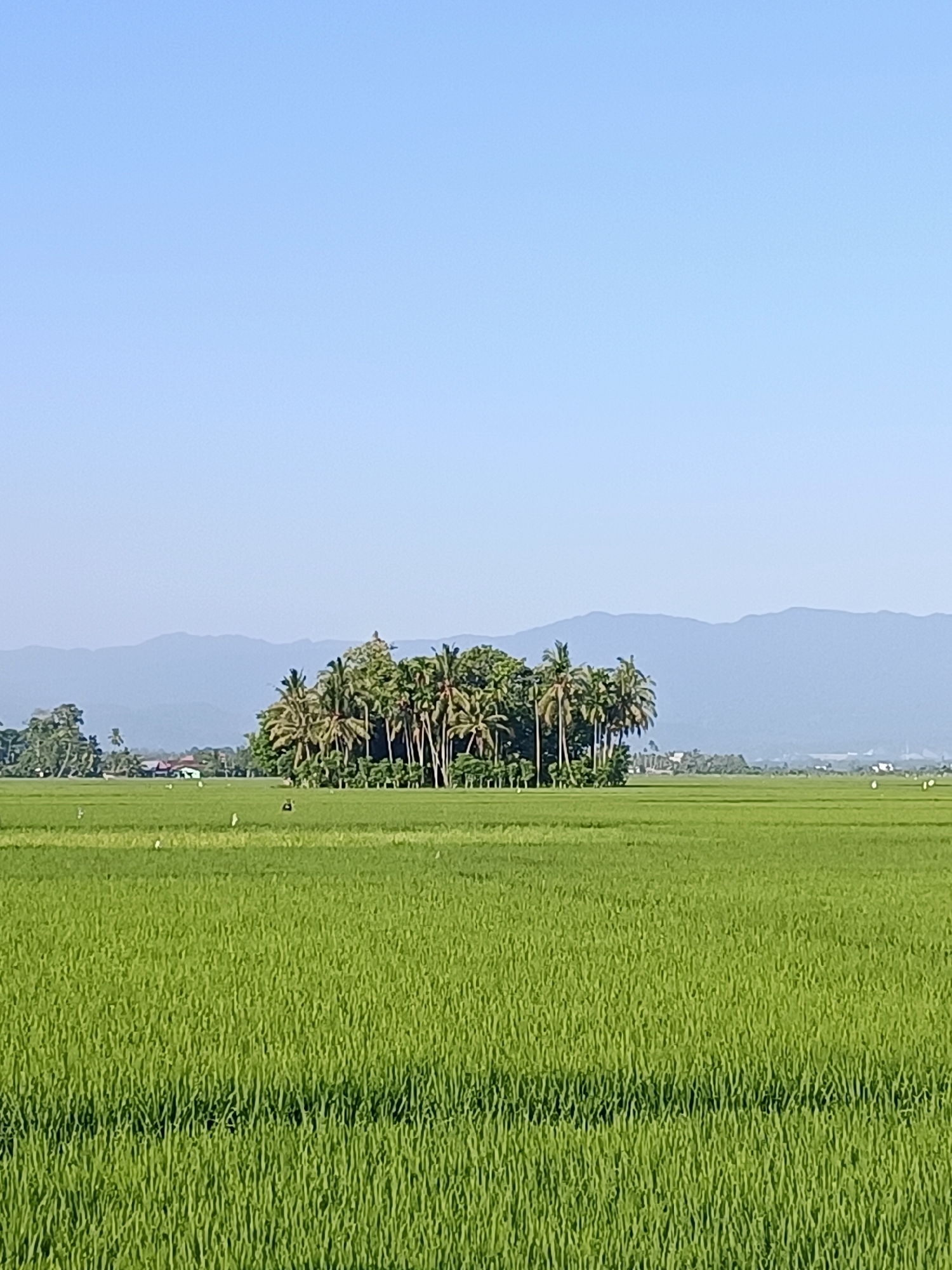 The image depicts a serene landscape in Blang Lilue, Indonesia, characterized by a vast, green rice paddy under a clear blue sky. In the mid-ground, a cluster of tall palm trees stands out against the horizon, providing a touch of natural beauty. The rice paddy itself is lush and vibrant, indicating a healthy crop. In the distance, a range of mountains forms a hazy backdrop, adding depth to the scene. The overall impression is one of peaceful rural life, with the rice fields and the distant mountains creating a picturesque and tranquil environment.