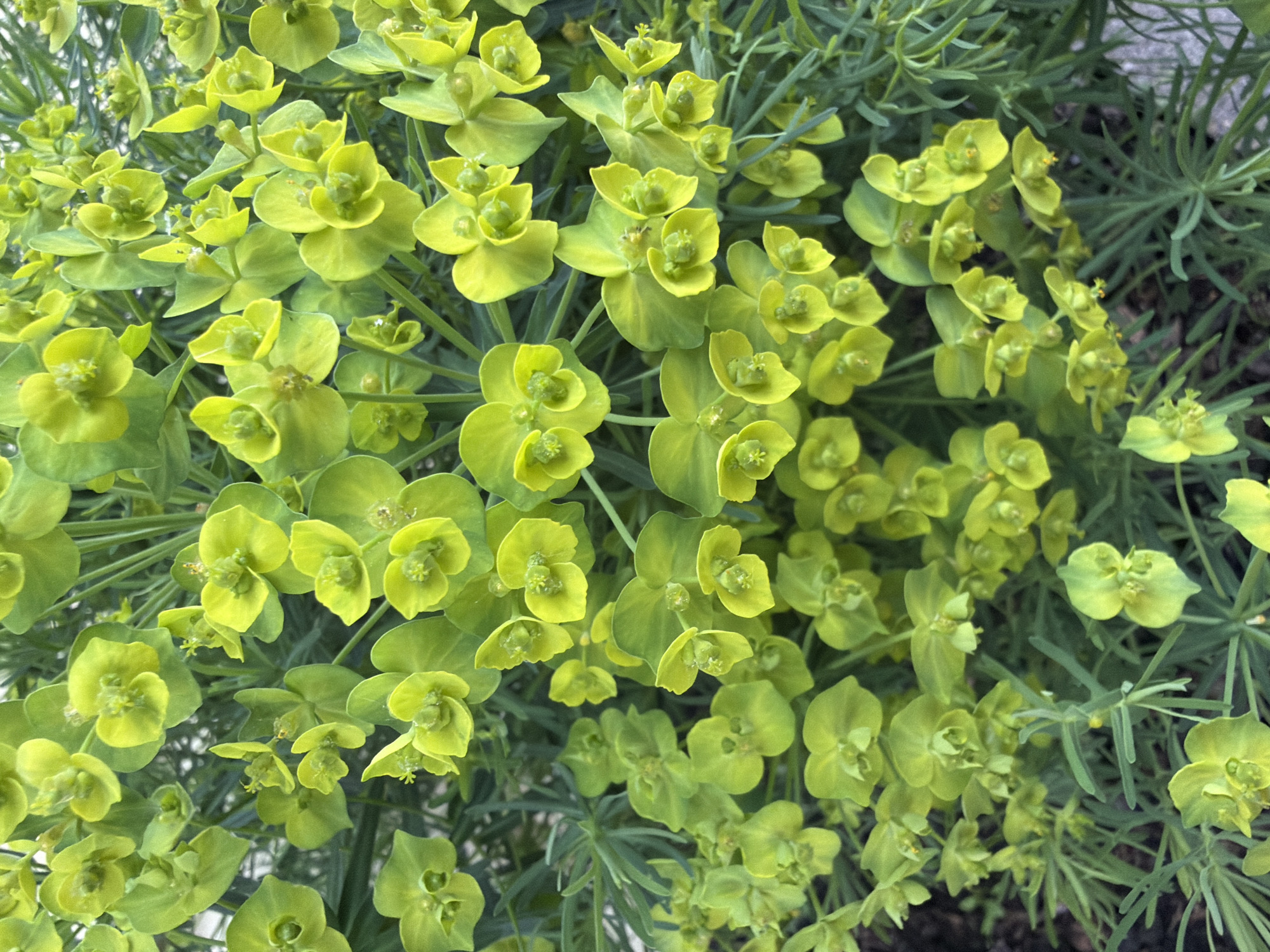 The image shows a close-up view of a patch of Euphorbia seguieriana (or possibly a very similar species of Euphorbia) in full bloom. The flowers and upper leaves are a yellowish-green color. The plants are densely packed together. There is no clear visual indication of the location in Bolsheustyikinskoye, Russia; the image could have been taken anywhere that this plant species grows. There are no people in the frame. The dominant subjects are the plants themselves. There are no actions or interactions visible in the image. The environment appears to be a garden or natural area where these plants are thriving.