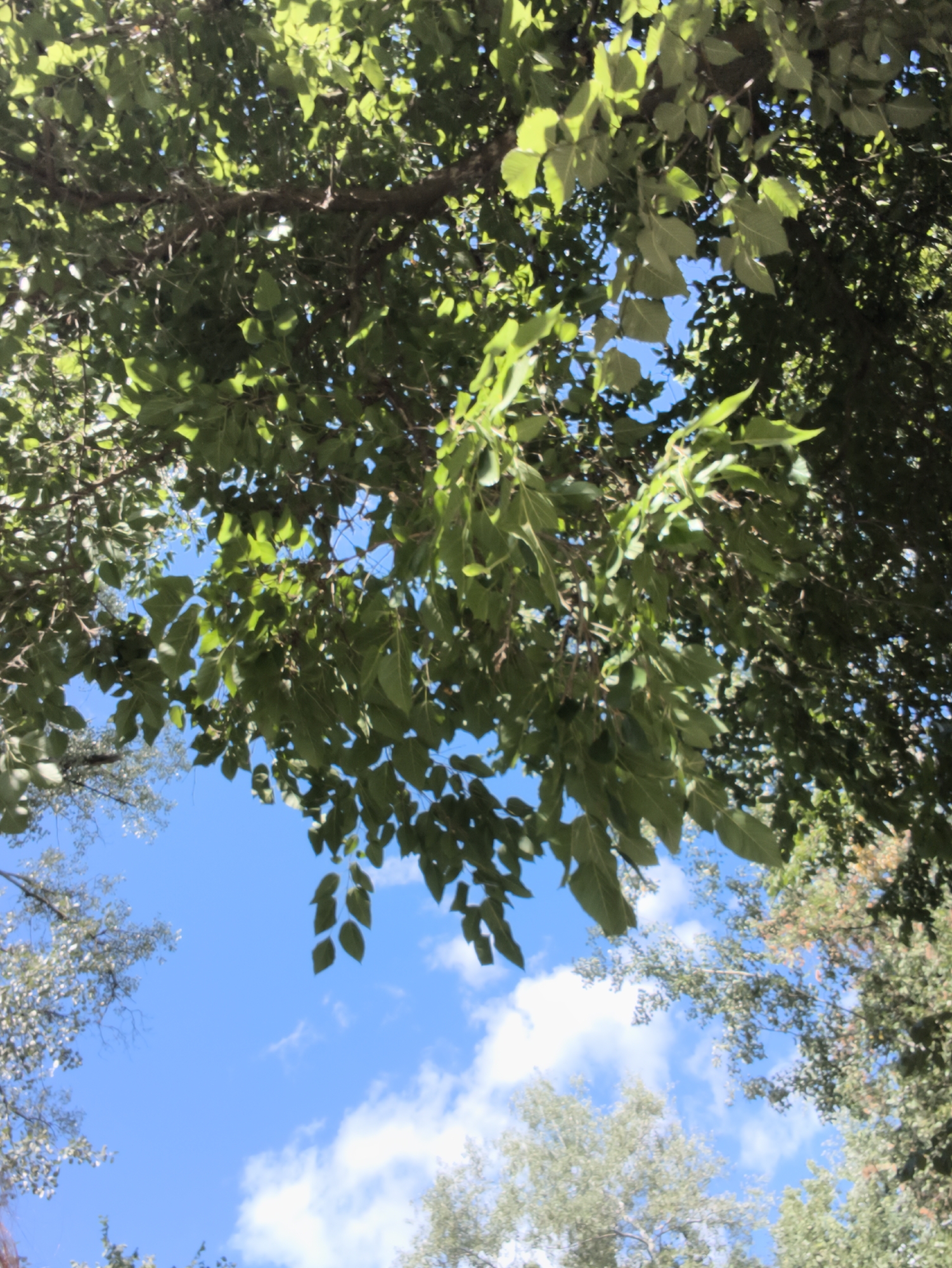 The image captures a view looking up through the leafy canopy of trees towards a bright blue sky dotted with scattered white clouds. The foliage is dense and green, with sunlight filtering through, creating dappled patterns. The perspective suggests the photo was taken from ground level, looking upwards. The environment appears to be an outdoor natural setting, possibly a park or a tree-lined street in the city of Vadul lui Voda, Moldova. No people or specific man-made structures are discernible within the frame.