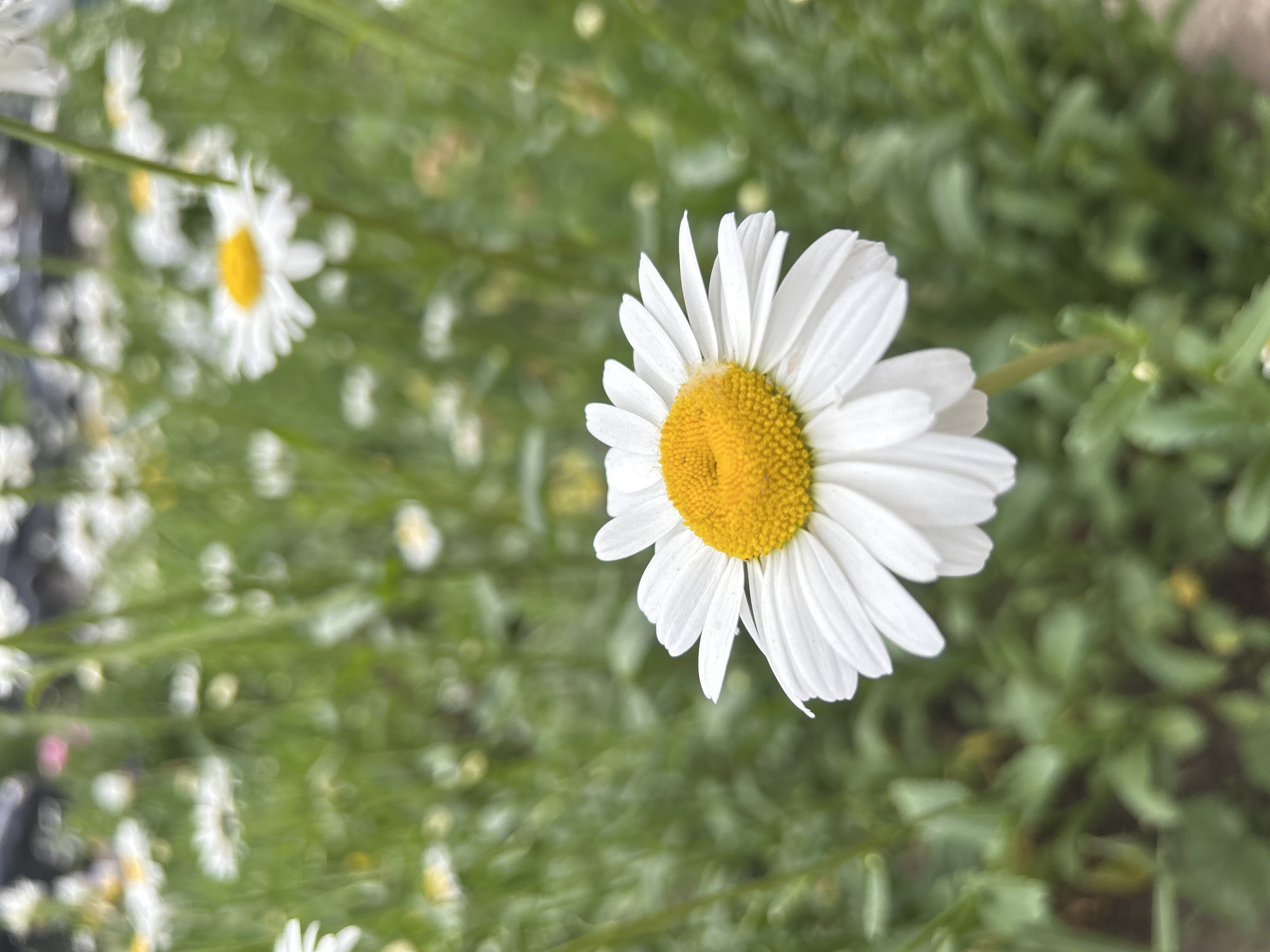 The image is a close-up of a single daisy with white petals and a yellow center, set against a blurred background of more daisies and green foliage. The daisy is in sharp focus, with its petals delicately fanned out and the textured center clearly visible. The background is a soft wash of greens and whites, suggesting a field or garden setting. The lighting is natural and diffused, creating a gentle atmosphere. The scene is devoid of any human presence or man-made structures. The location is specified as the city of Chaikovsky, Russia, though there are no visible landmarks to confirm this.