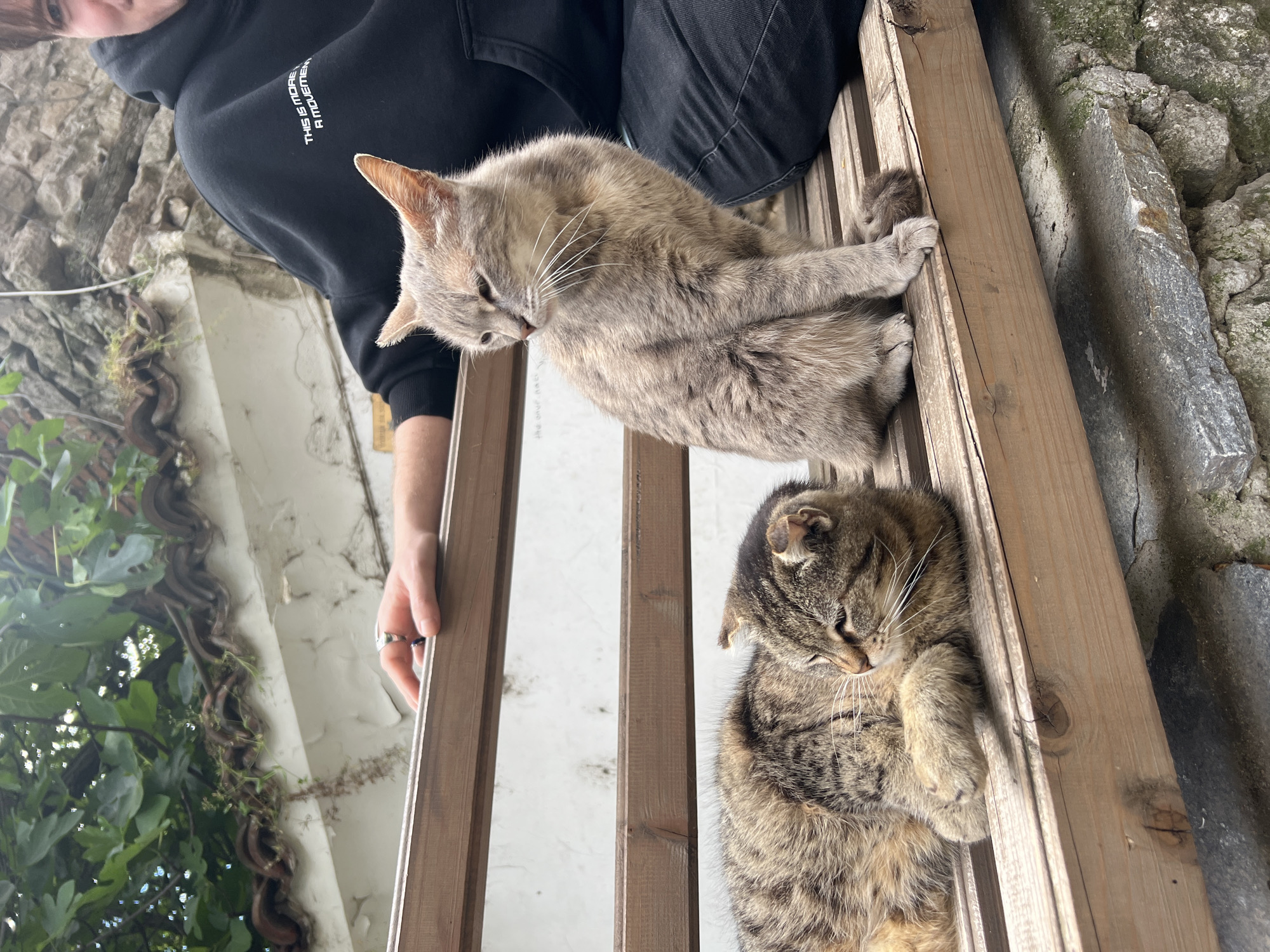 A medium shot features two cats perched on a brown wooden structure or fence, possibly a balustrade. The viewpoint is angled upward, looking toward the subjects. An individual wearing a black hoodie and dark pants stands behind and above the structure. The gray cat on top is looking down, while the brown tabby cat is lying down with its eyes closed. A second person's hand with a ring is visible near the edge of the fence. In the background, a building facade with greenery and stonework is visible. The photo seems to have been taken in Plovdiv, Bulgaria, based on the architectural style and materials in the background.