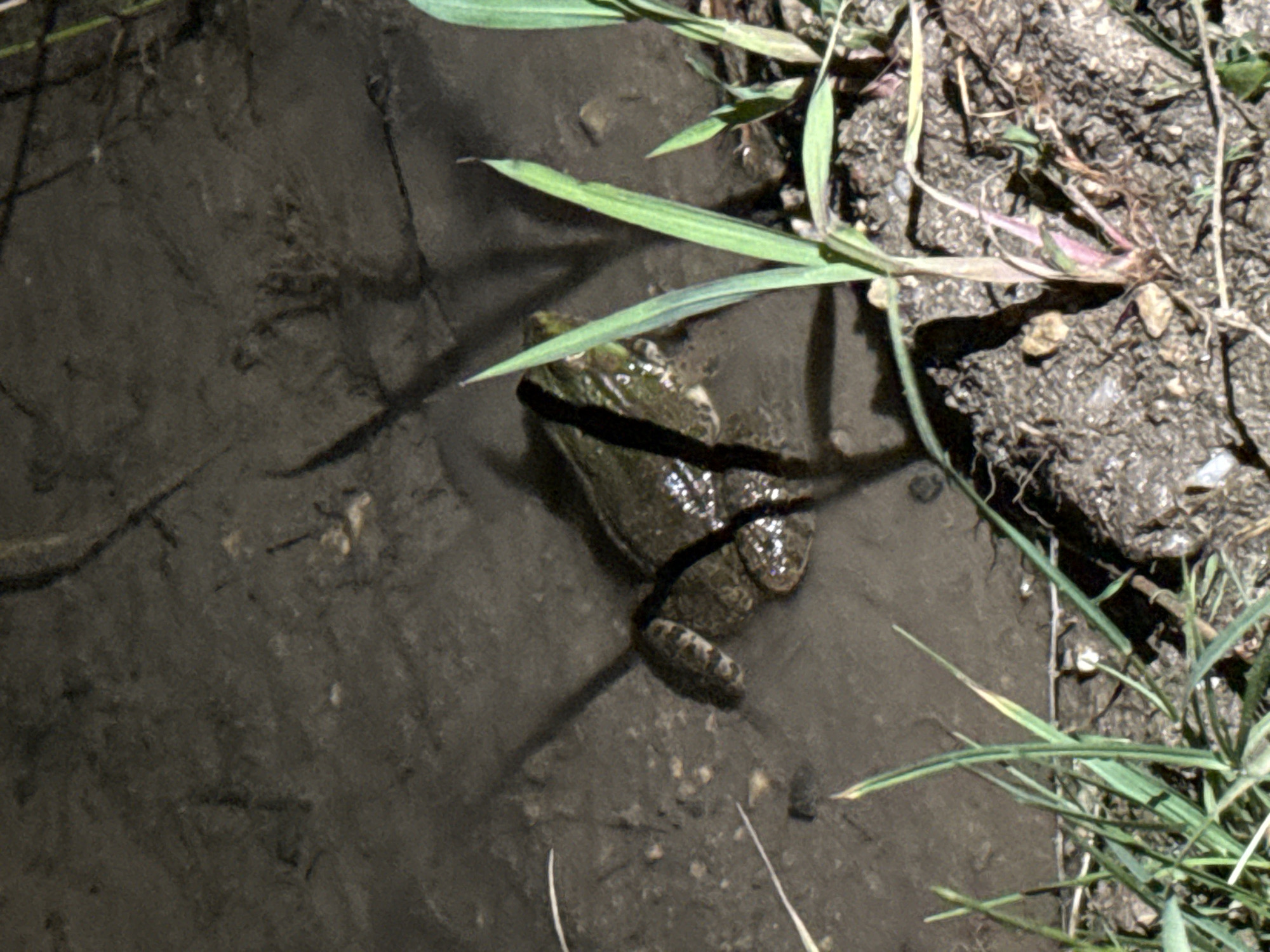 A frog is partially submerged in muddy water, its body mostly visible. The frog is facing to the left, with its head tilted slightly upwards. Blades of grass are growing in the foreground and to the right of the frog. The background consists of dark, wet mud. The location is the park area near Bacho Kiro Street in Blagoevgrad, Bulgaria.