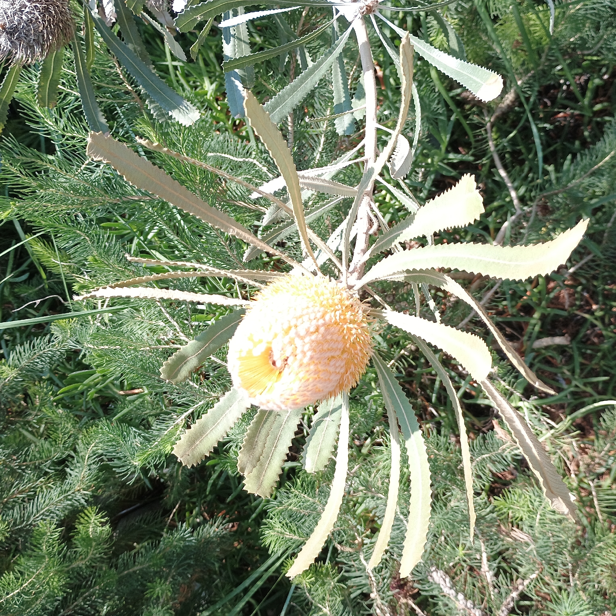 This image captures a close-up view of a Banksia flower with its distinctive spiky, cone-shaped bloom in shades of yellow and cream. The flower is surrounded by lush green foliage, which appears to be coniferous or needle-like in texture. The lighting suggests it is daytime, with sunlight illuminating the flower and casting subtle shadows on the surrounding leaves. There are no people visible in the image. The environment appears to be natural, possibly a garden or park, but no specific landmarks or indicators of Dusseldorf, Germany are present in the visual data.
