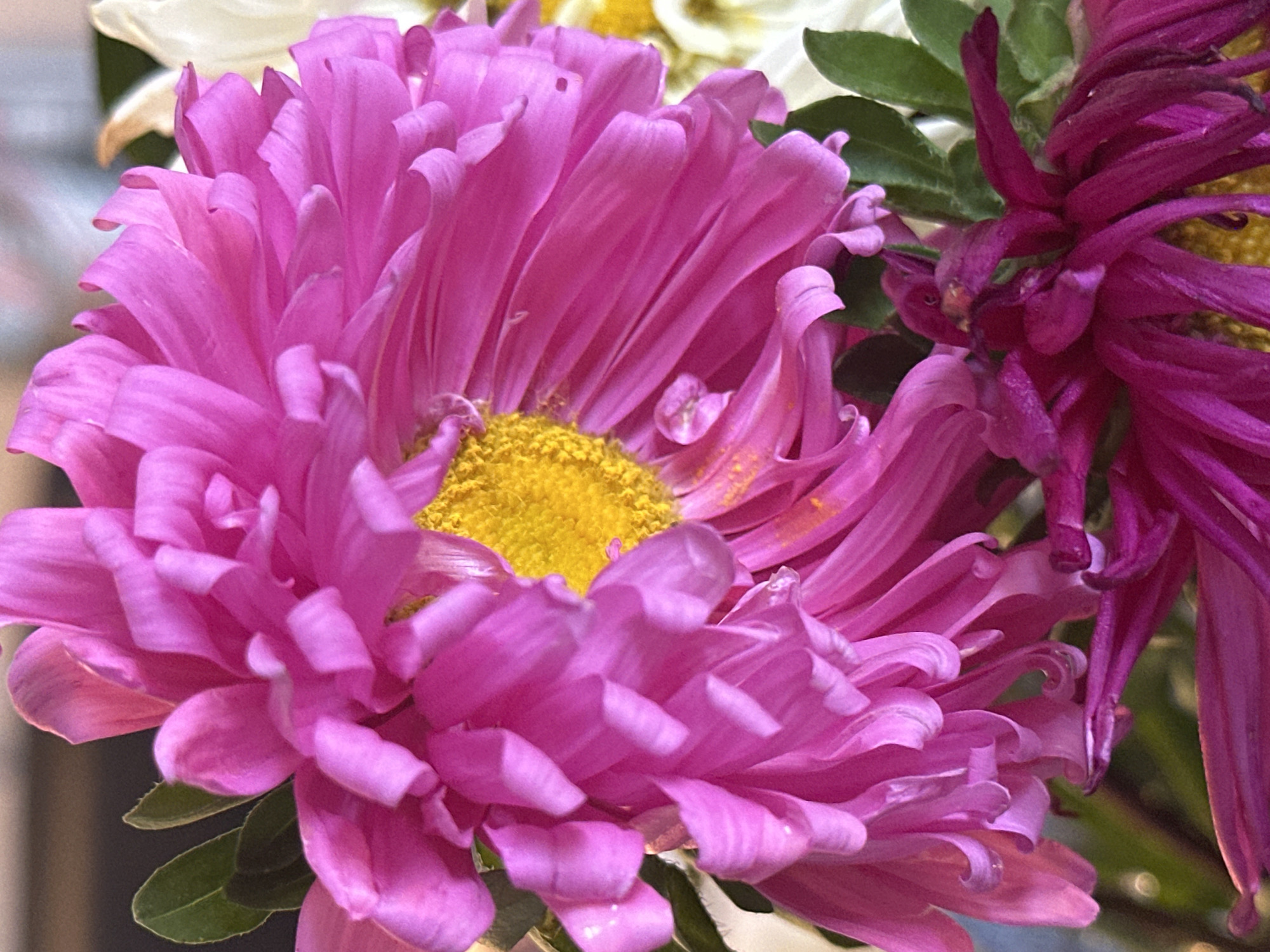 The image shows a close-up of two vibrant pink aster flowers. The larger flower in the foreground is in full bloom, with many ruffled petals. Its center is a bright yellow, with some of the yellow pollen visible on the petals. To the right and slightly behind it, a white aster flower is partially visible. In the bottom of the frame, a darker pink or fuchsia aster flower is also visible, appearing somewhat wilted or older than the foreground flower. Green leaves are present among the flowers. The background is out of focus, appearing as a muted, dark blur with hints of other colors. The scene depicts a close-up floral arrangement, likely in a setting where flowers are displayed. There is no discernible information about Nevinnomyssk, Russia, in the image itself.