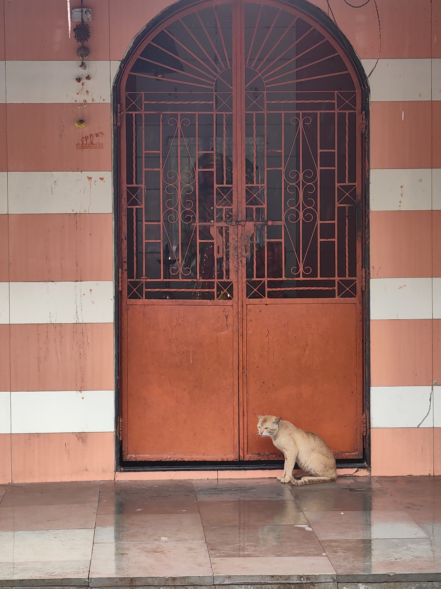 An orange cat sits on a wet tiled floor in front of an orange metal door with an arched, ornate metal gate. The building wall behind the door has horizontal stripes of orange and white tiles. The scene appears to be outdoors. This image was taken in Mumbai, India.