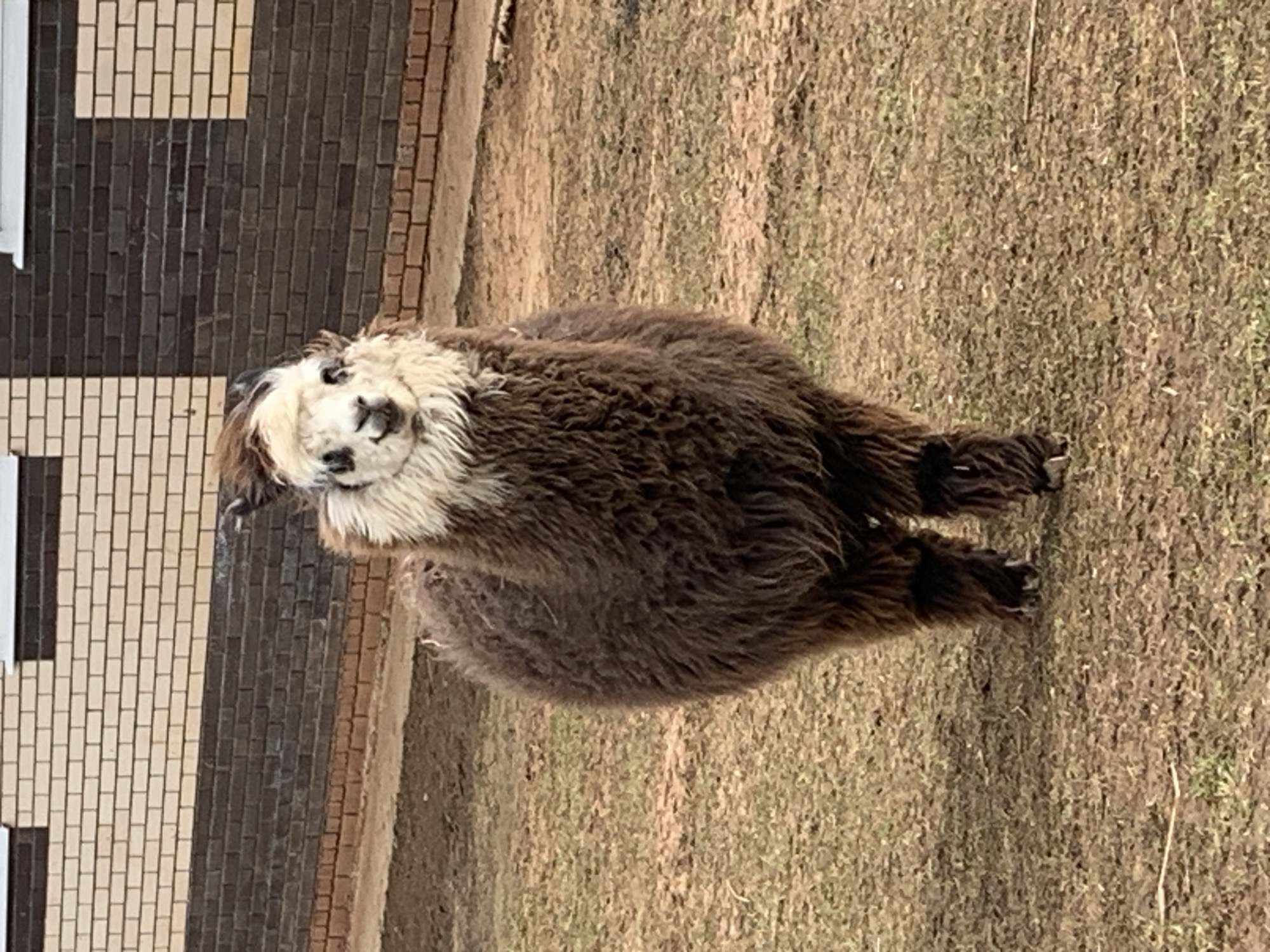 An alpaca stands in a grassy enclosure in Ludorvai, Russia. A building with beige and dark brown brick walls is partially visible in the background. The alpaca has a white face, brown body, and shaggy fur. The ground is covered in dry grass.