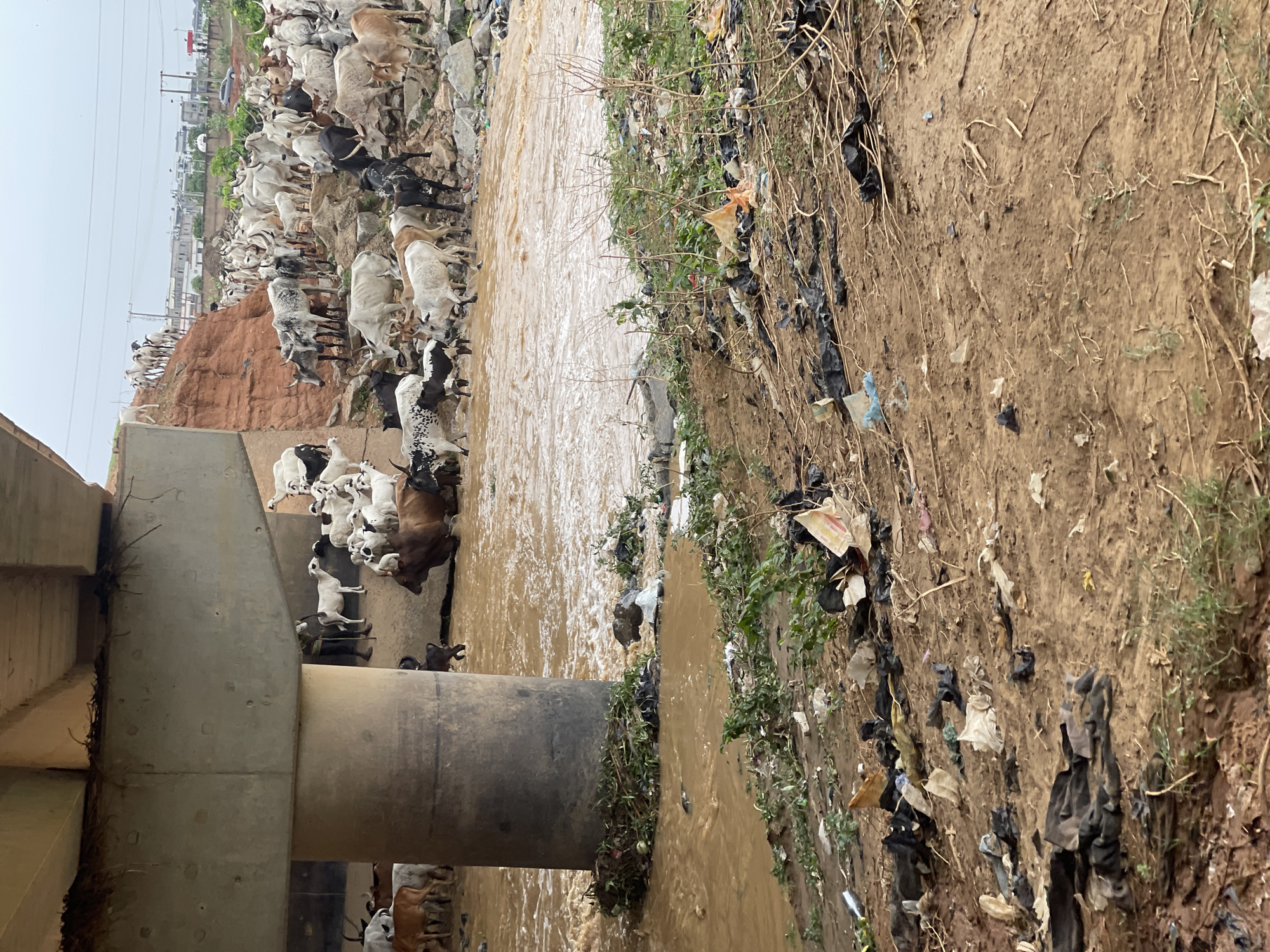 The image shows a herd of cattle drinking from a muddy river or stream in Gosa, Nigeria. The water is brown and appears polluted. The cattle are concentrated on the near bank, near a concrete bridge pillar. The river bank is heavily littered with trash, mainly plastic bags and debris. In the background, a large number of cattle are massed on a dirt embankment, near a small city or town. Overhead power lines and buildings are also visible in the background. The sky is overcast.