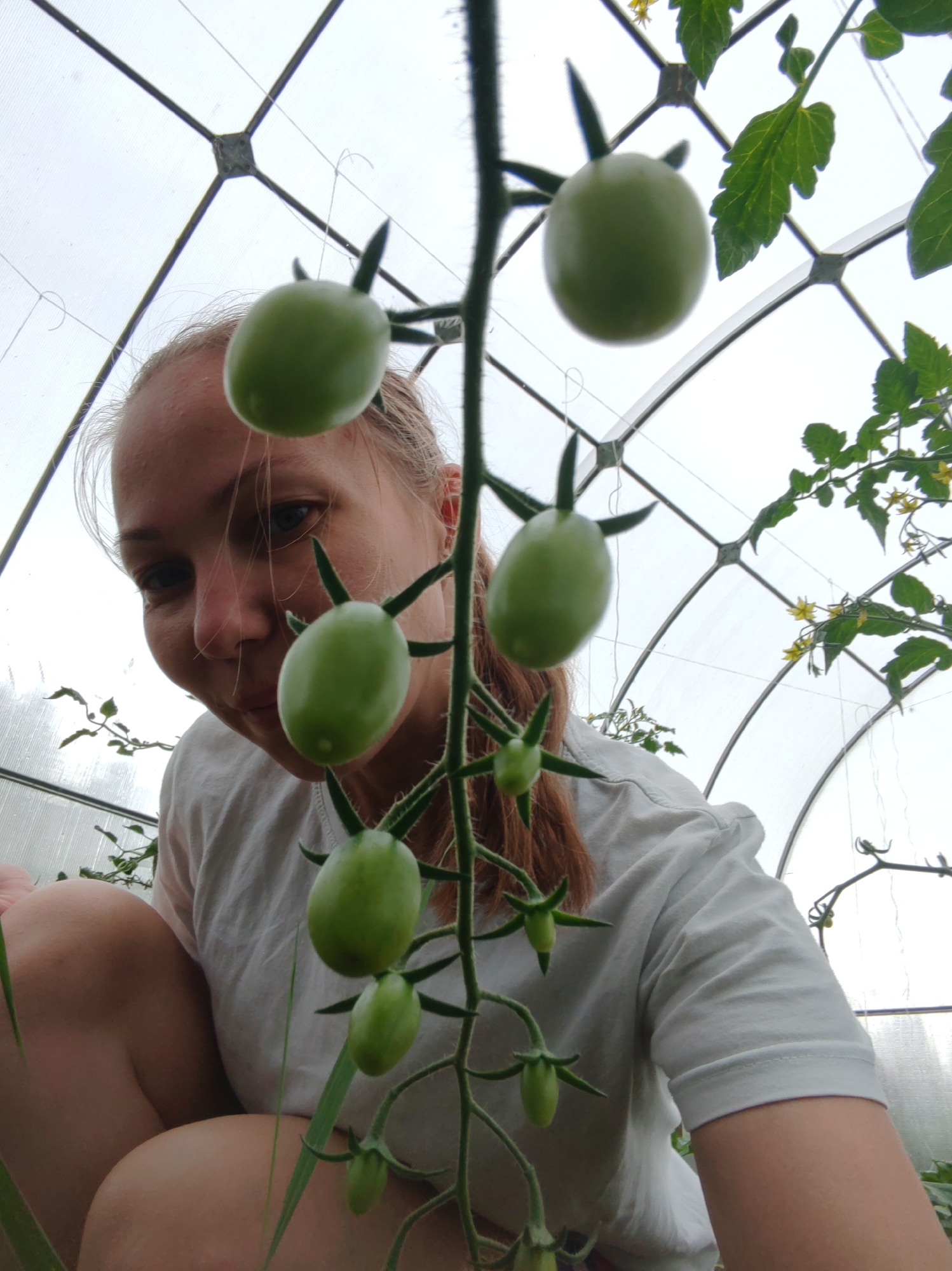 An overhead, low-angle shot captures a woman with her head tilted forward, looking towards a cluster of green, unripe tomatoes. She is in a greenhouse, with the translucent, arched roof and its metal supports visible above. The woman has light-colored hair pulled back and is wearing a white t-shirt. Her face is partially obscured by the tomato vine and its fruits, but her eyes are open and focused on the tomatoes. Her arms are bent, with one hand visible near her knee. The environment appears to be a controlled agricultural setting, possibly a personal garden. The overall impression is one of a person tending to or inspecting their growing produce. The location of the image is identified as Chukhlem, Russia.