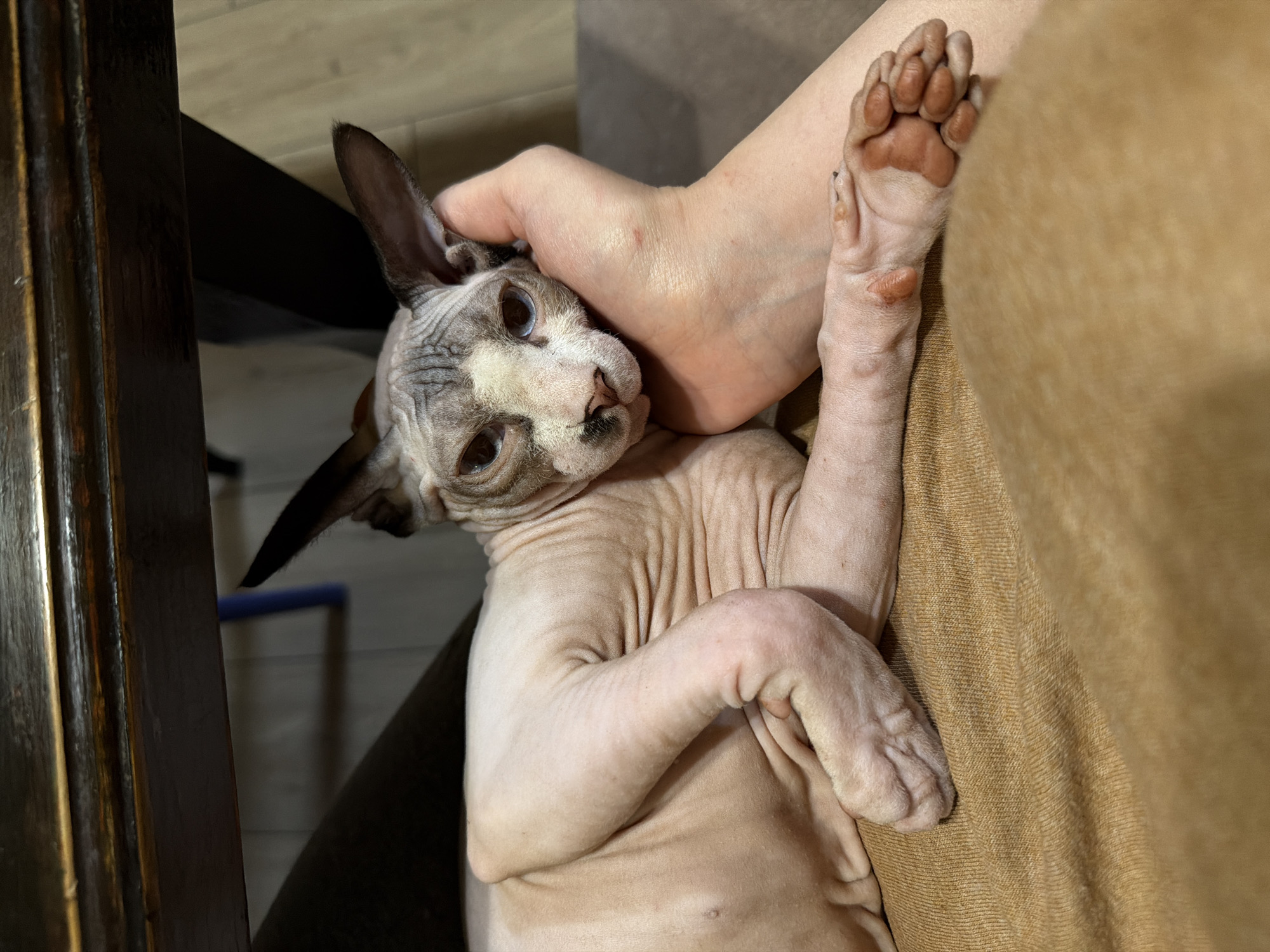A Sphynx cat with light grey and white mottled wrinkled skin on its head and pinkish, wrinkled hairless skin on its body is depicted in a close-up, high-angle indoor shot. The cat's blue eyes are open and directed forward. Its large, pointed ears are erect. The cat is lying down, with its head resting in and on a human's left hand. The human's hand is fair-skinned and positioned to cradle the cat's head, with fingers curled beneath its jawline. The back of the human's hand and knuckles display multiple reddish, raised lesions or discolorations, appearing as blisters or burns. The human's fingernails are dark. The cat's front paws are tucked beneath its body, and one paw visible shows distinct brownish-red paw pads. Both the cat and the human's arm are resting on a textured, light brown/ochre fabric, possibly clothing or a blanket. In the background, dark brown wooden furniture elements, likely a table or chair structure, are visible at the top and left, creating shadows. A light-colored floor with faint lines and an indistinct blue object are visible further in the background. The location is Unknown, Unknown.