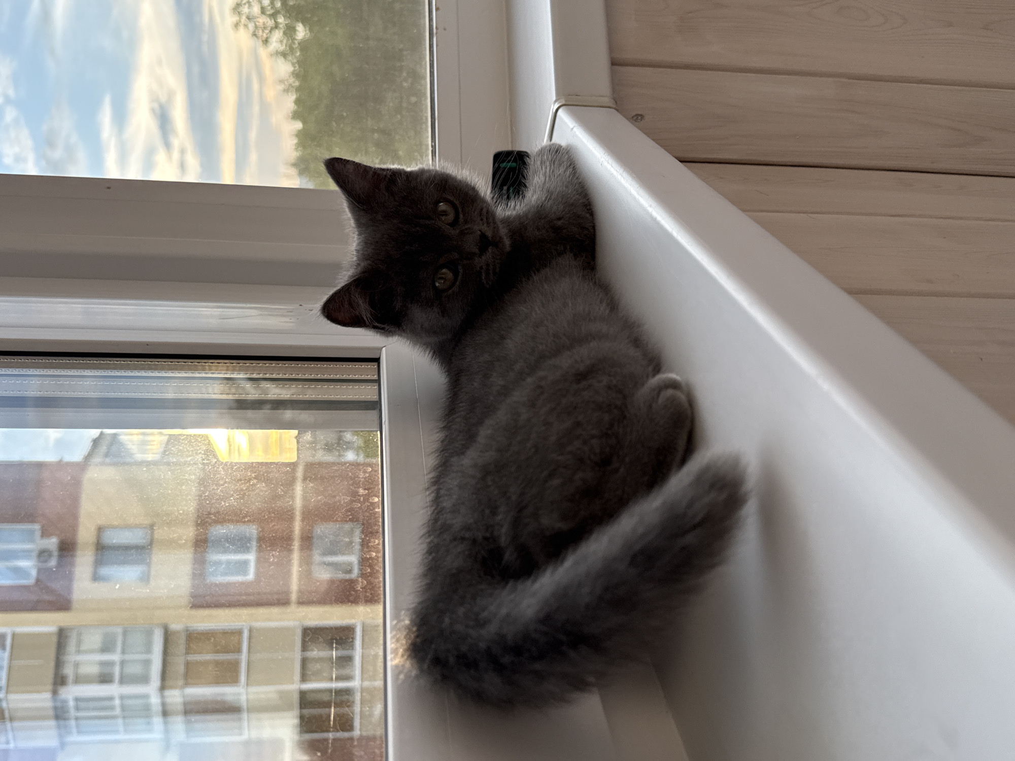 A medium shot shows a dark gray kitten lying on a white windowsill. The kitten is looking directly at the camera with its front paws crossed. The background includes a reflection of a building in a window and trees outside. The overall lighting suggests it is daytime.