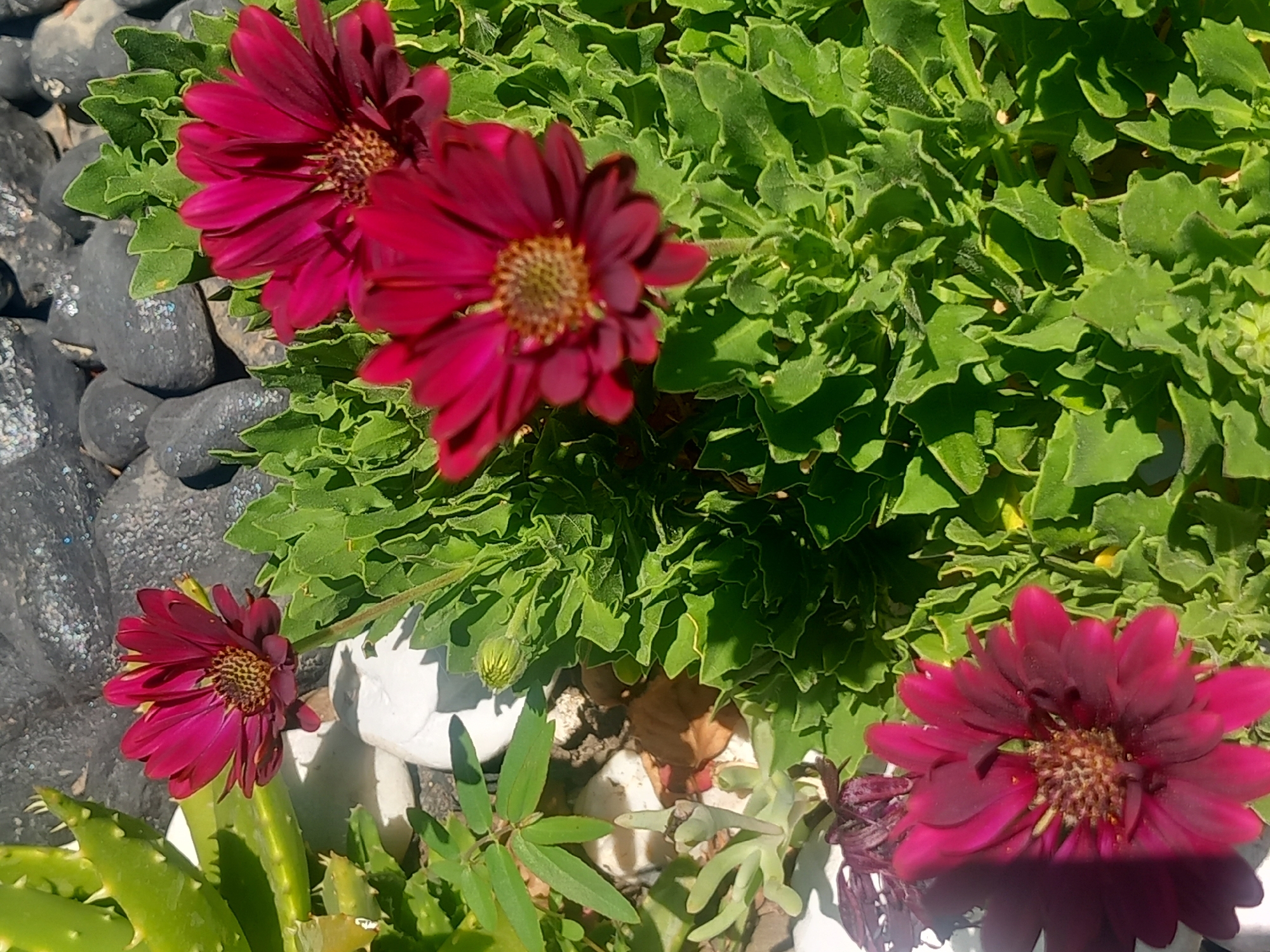 A top-down, close-up, full-frame shot captures a cluster of vibrant, deep magenta daisy-like flowers with intricate brown centers, interspersed with lush green, frilly foliage. In the background, smooth, dark gray stones and a few white rocks create a textured backdrop. To the left, a succulent plant with thick, green, pointed leaves adds another layer of texture and visual interest. The lighting suggests an outdoor, daytime setting, with bright sunlight casting shadows and highlighting the textures of the plants and stones. There are no people or animals visible in the frame.