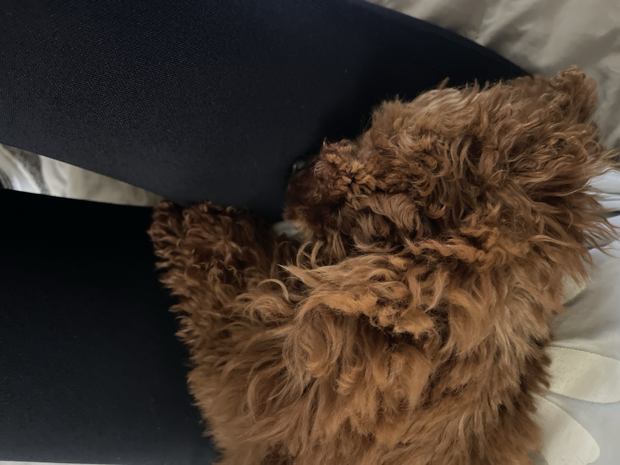 A close-up shot displays a small, brown poodle nestled against a person's leg, which is clad in black leggings. The poodle's curly fur is the dominant feature of the right side of the frame, while the smooth fabric of the leggings covers the left. The background consists of a wrinkled, light-colored sheet or blanket. The scene seems to be indoors. There is no information available in this image to determine if the photograph was taken in Sofia, Bulgaria or any other location.