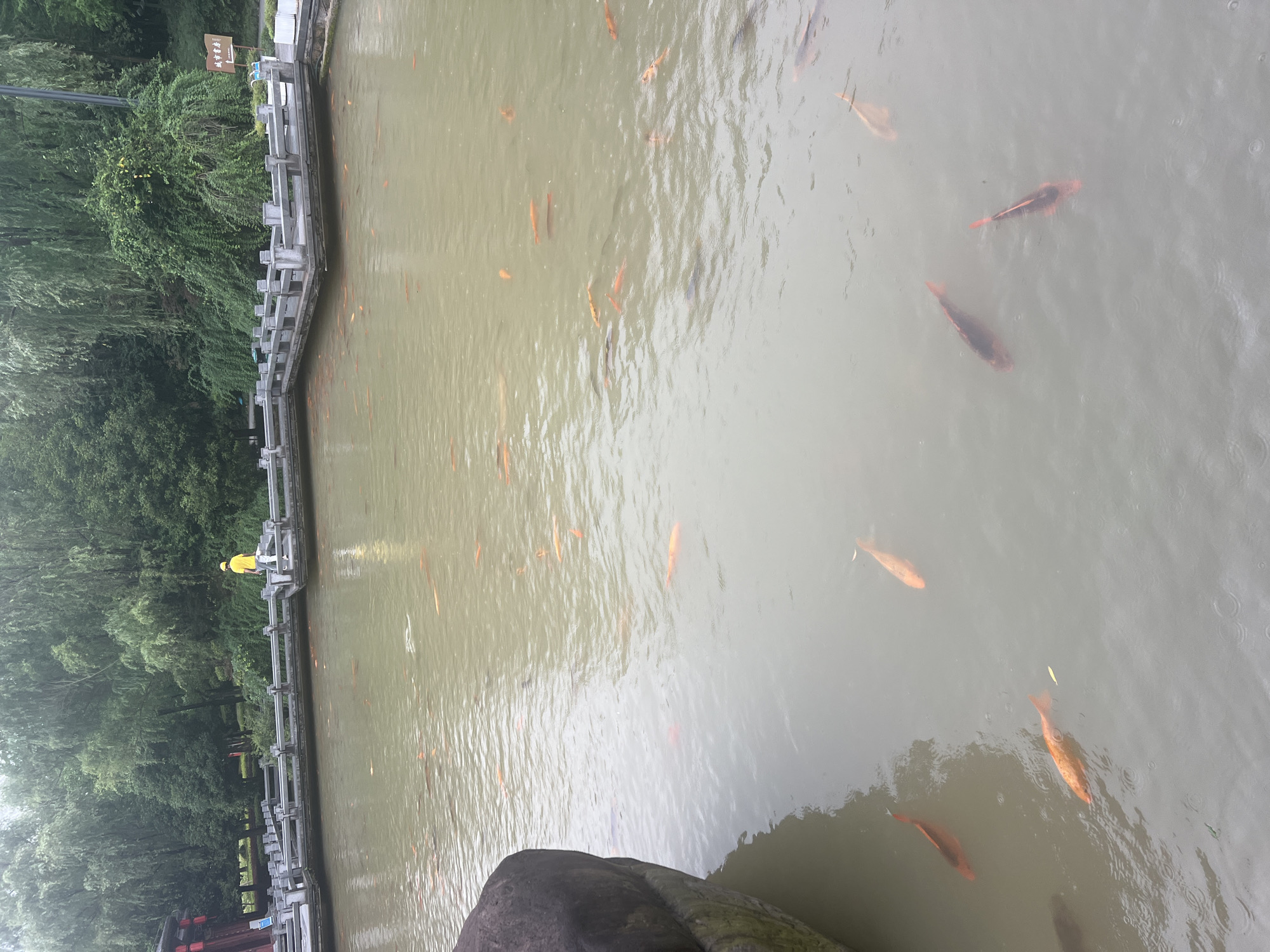 In the city of Liandu District, China, a picturesque pond is filled with numerous koi fish. The pond is bordered by a grey stone walkway with railings, and lush green trees line the background. A person wearing a yellow shirt and pants is walking on the walkway. The water is murky, and the fish are visible swimming near the surface.