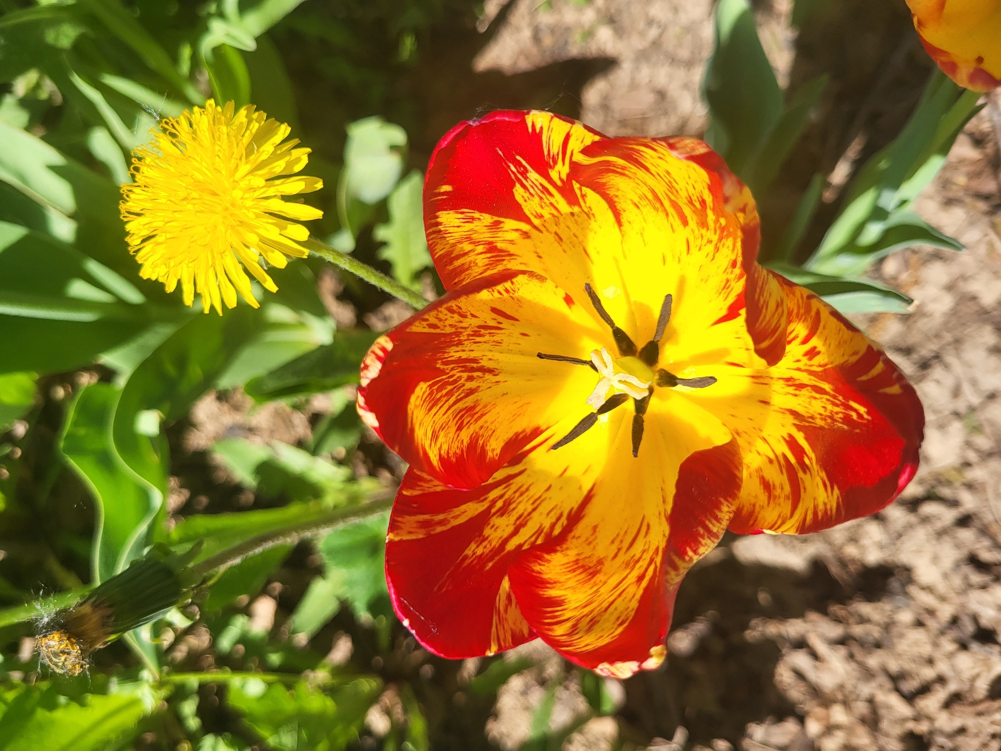 A top-down view reveals a vibrant scene outdoors, likely in daylight. A fully opened tulip dominates the right side of the frame. Its petals exhibit a striking red and yellow variegated pattern. The flower's central reproductive structures are visible. To the left, a yellow dandelion stands in full bloom. The background is blurred, but it appears to consist of green foliage and patches of bare earth. The location is purportedly in Зипуново, Russia, based on the prompt. No people or other subjects are visible. The focus is strictly on the flora present.