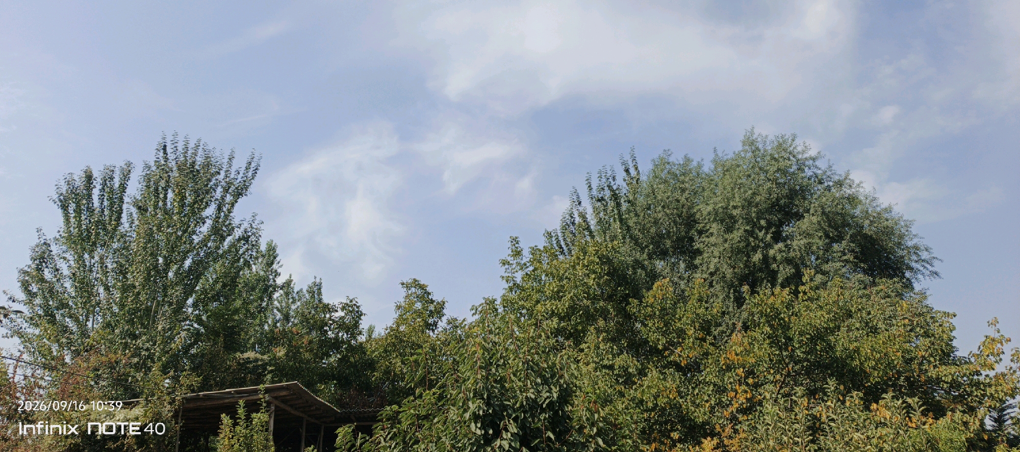 A panoramic view of a clear, pale blue sky with scattered wispy white clouds above a dense canopy of green and yellow foliage. The trees, some tall and slender and others bushy and wide, fill the lower portion of the frame. A portion of a rustic, open-sided shelter with a corrugated roof is visible in the lower left quadrant, nestled amongst the trees. The timestamp "2026/09/16 10:39" and "Infinix NOTE 40" are superimposed in white text in the bottom left corner of the image. The scene appears to be an outdoor, semi-natural environment, possibly a yard or park, in Muyan, Uzbekistan.
