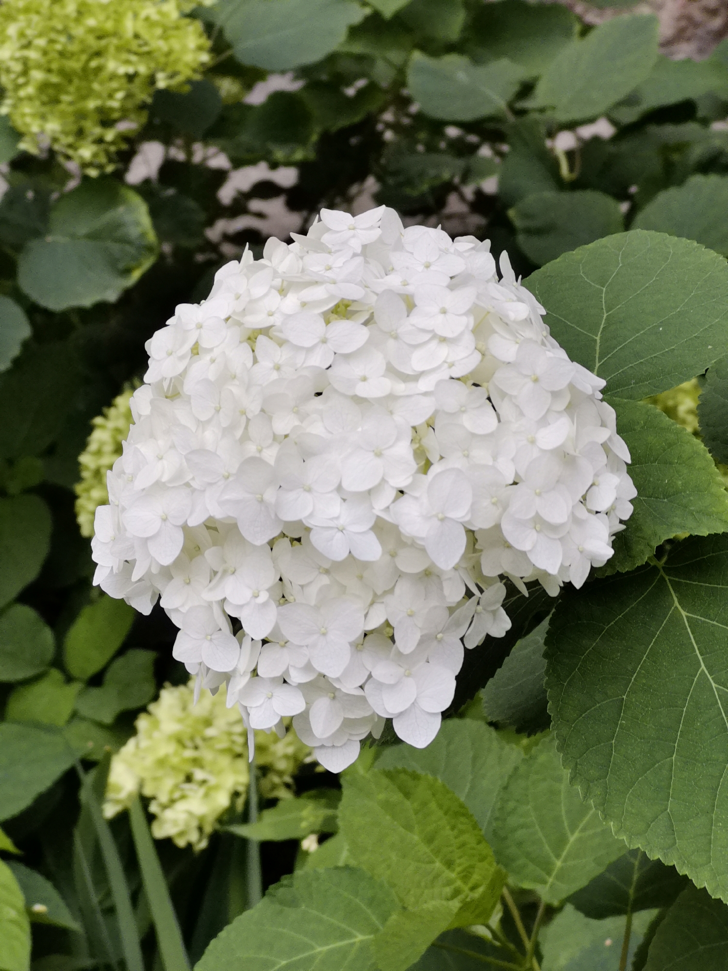 A white hydrangea bloom is in sharp focus in the foreground, its numerous small petals creating a dense, spherical cluster. The bloom is surrounded by large, deep green hydrangea leaves. In the blurred background, there are hints of other hydrangea blooms, some appearing light green. The image appears to be taken outdoors, likely in a garden setting. There are no people or animals visible in the image. The lighting suggests it is daytime.