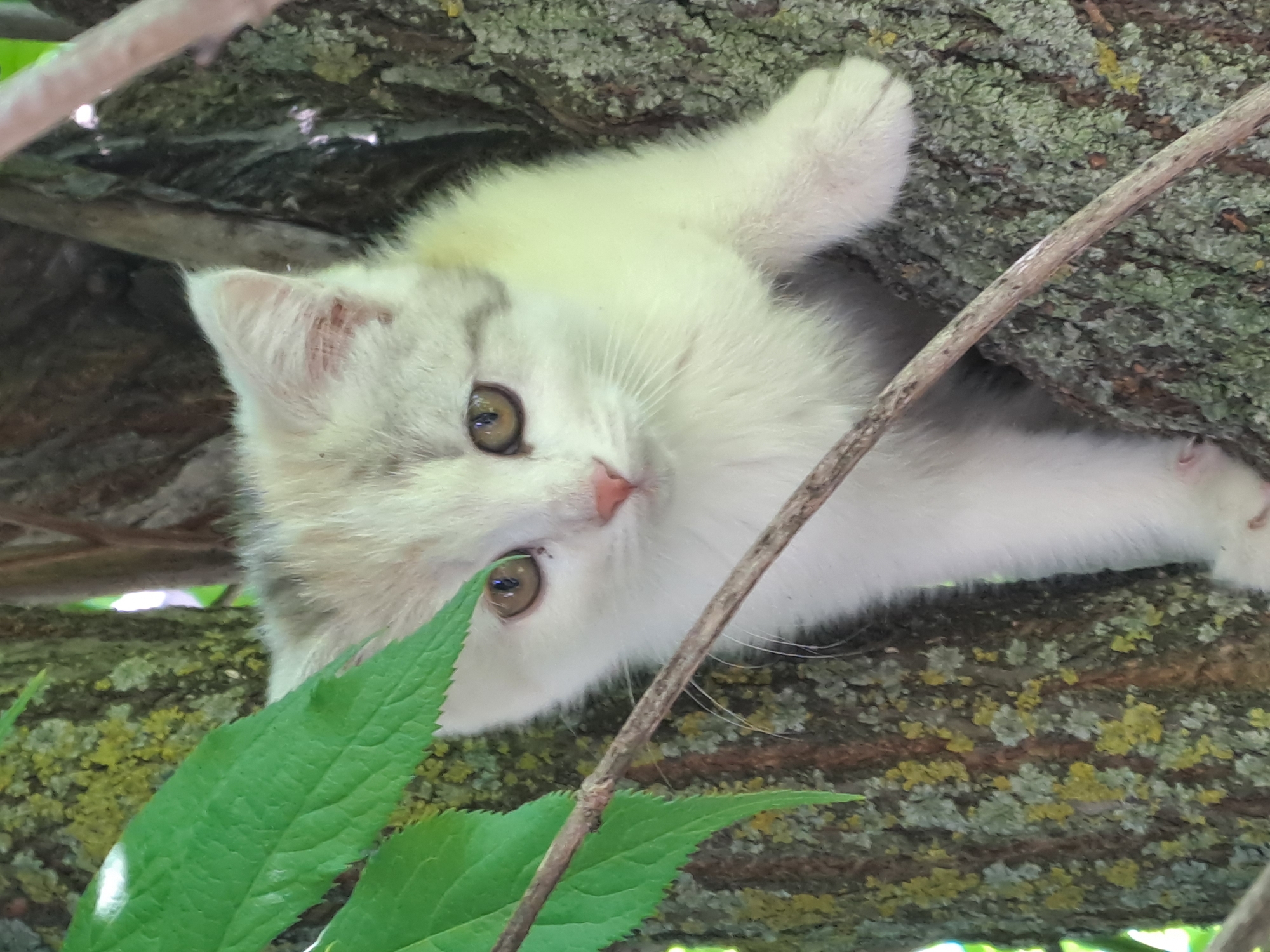 A fluffy, cream-colored kitten with subtle light grey tabby markings is playfully positioned within the branches of a tree. The kitten is seen from a slightly low angle, appearing to be upside down relative to the viewer's perspective, suggesting it is climbing or resting in an unusual orientation. Its large, round, amber eyes are wide and focused on the camera, conveying a sense of curiosity. A tiny pink nose and a visible ear with a slightly pinkish interior add to its endearing features. One white paw is visible, resting on a thick, lichen-covered tree branch.
The setting is a vibrant outdoor environment, likely a forest or garden in Polianky, Russia. The kitten is surrounded by rough tree bark, heavily textured and adorned with patches of green and yellow lichen. Bright green leaves are prominent in the foreground, partially obscuring the kitten and adding depth to the scene. A thin, dry branch diagonally crosses the image, further framing the kitten. The lighting is natural and bright, indicating daytime. There is no visible text in the image.