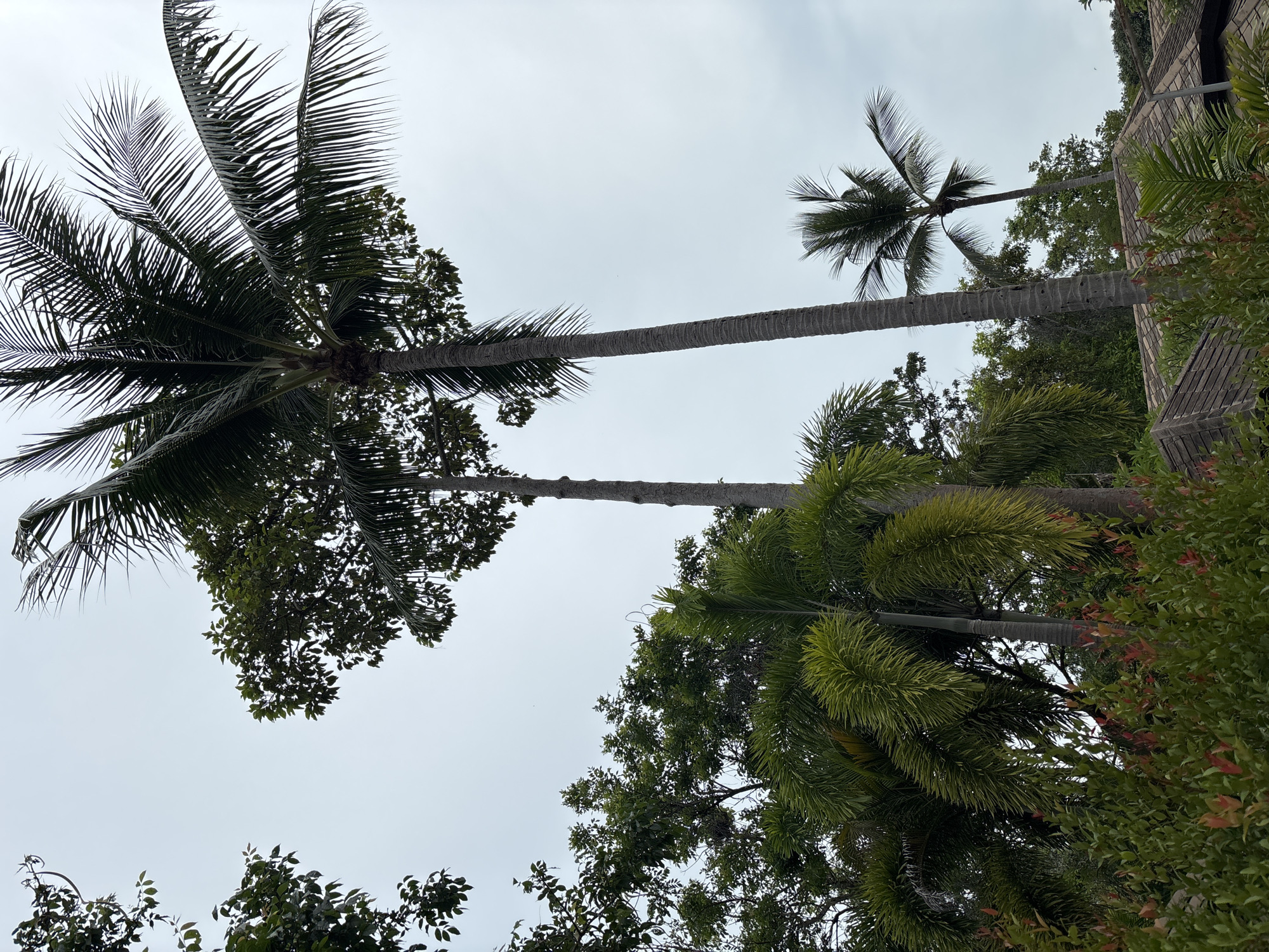 The image shows a cluster of palm trees against an overcast sky. In the foreground, there is dense green foliage with some reddish-tinged leaves. Behind the foliage, the rough, segmented trunks of several palm trees rise vertically. The fronds of these trees, some broad and fan-like, others long and feathery, extend upwards and outwards, obscuring the sky in places. In the distance, the tiled roofs of several buildings are visible, partially hidden by the trees. The overall scene suggests a tropical or subtropical environment.