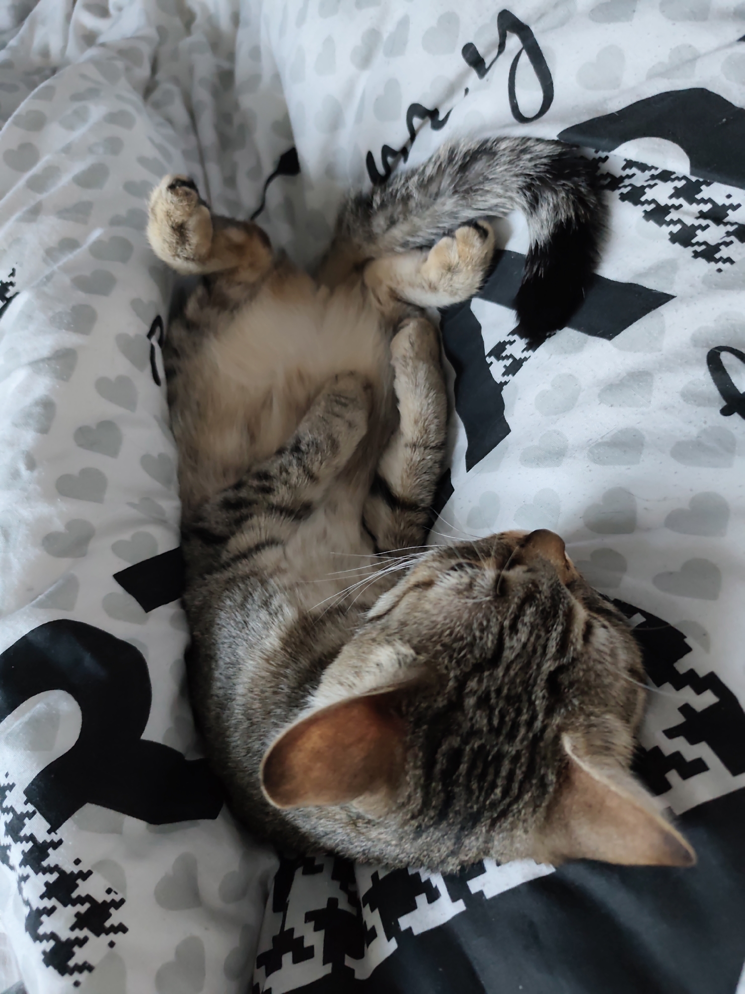 A tabby cat is captured in a peaceful moment, lying on its back on a bed. The cat's fur is a mix of brown, gray, and black stripes, with a lighter, cream-colored belly exposed. Its front and back paws are curled upwards and inwards, resting on its chest and belly. The cat's head is turned to its right, resting on the bed, with its eyes appearing closed or at least looking away, and long white whiskers are visible extending from its muzzle. Its tail, fluffy and featuring a blend of gray, black, and white fur, is curled beside its body.
The cat is resting on a duvet cover or blanket with a patterned design. The pattern consists of a white background adorned with numerous small gray hearts. Interspersed with the hearts are sections of black and white geometric patterns, resembling houndstooth or a similar tessellated design. There are also large black script letters and graphic elements visible on the bedding; one prominent feature appears to be a stylized black numeral "2" or a similar abstract shape, and other cursive letter fragments are also present. The scene suggests an indoor setting, likely a bedroom, conveying a sense of warmth and relaxation. The overall atmosphere is tranquil. The location context is Chaikovsky, Russia.