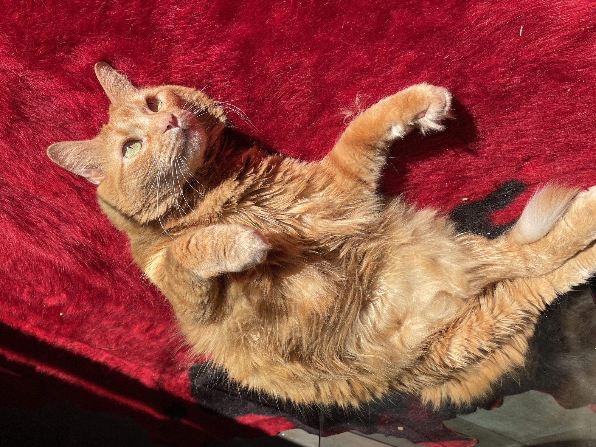 An orange tabby cat is lying on its back on a red, textured surface. The cat's head is tilted slightly up and to the left, its eyes open and looking in that direction. One paw is raised, the other is curled against its chest. The cat's fur appears soft and slightly ruffled. The lighting is bright, with strong shadows on the red surface and on the cat's body. There is a dark shadow on the lower right of the image, cast over what appears to be a reflective, glass-like surface. This location is unspecified, so the city of Buenos Aires, Argentina, cannot be confirmed from the visual data.