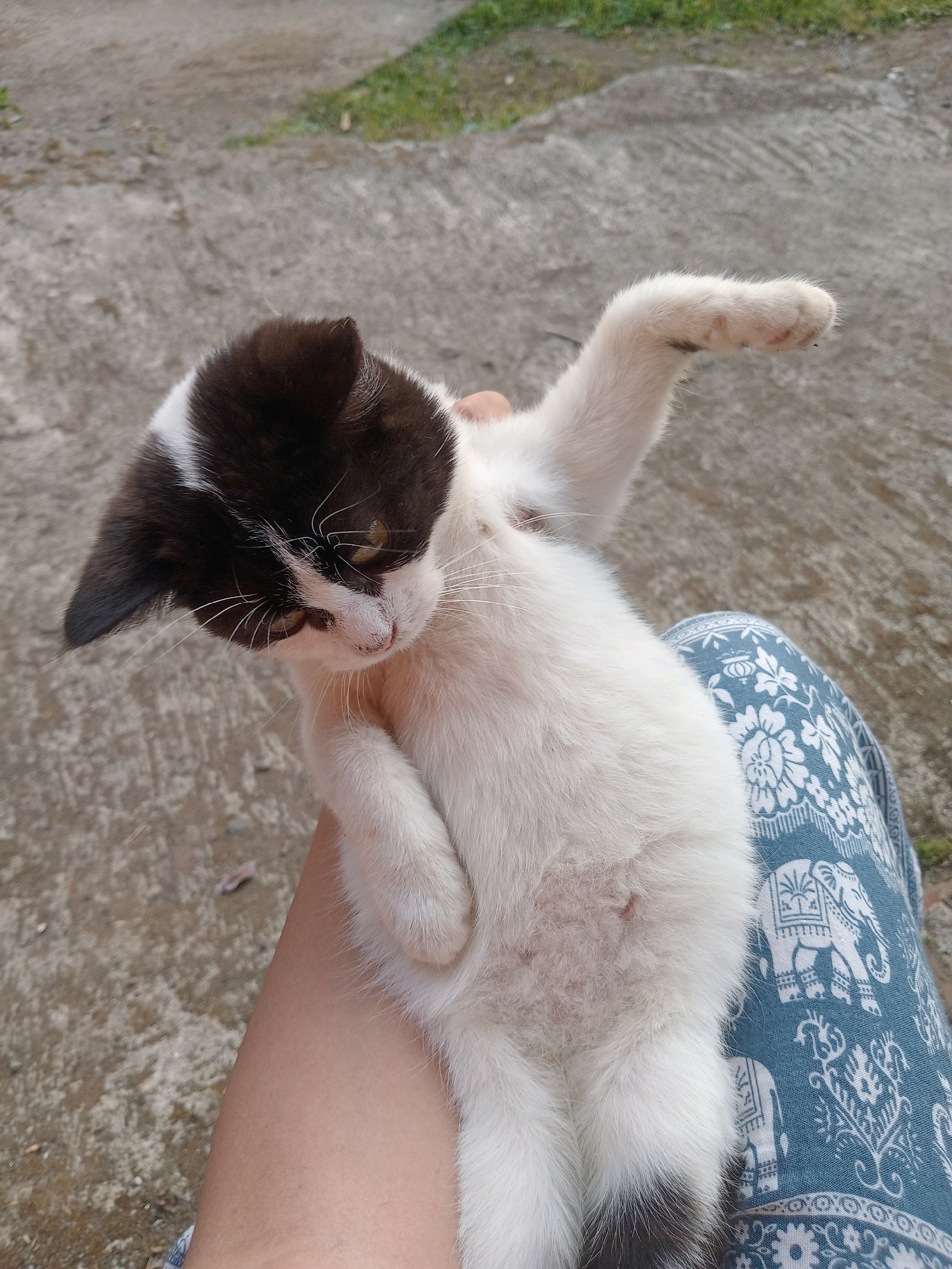 A person's arm and lap, adorned with blue pants featuring a white elephant pattern, are in the foreground. A black and white kitten is held by the person, its body oriented vertically. The kitten's head is tilted to its left, with its black fur concentrated on its crown and ears, and white fur covering its face, chest, and limbs. Its left paw is extended upwards. The background consists of a concrete surface and scattered greenery. The image appears to have been taken outdoors.