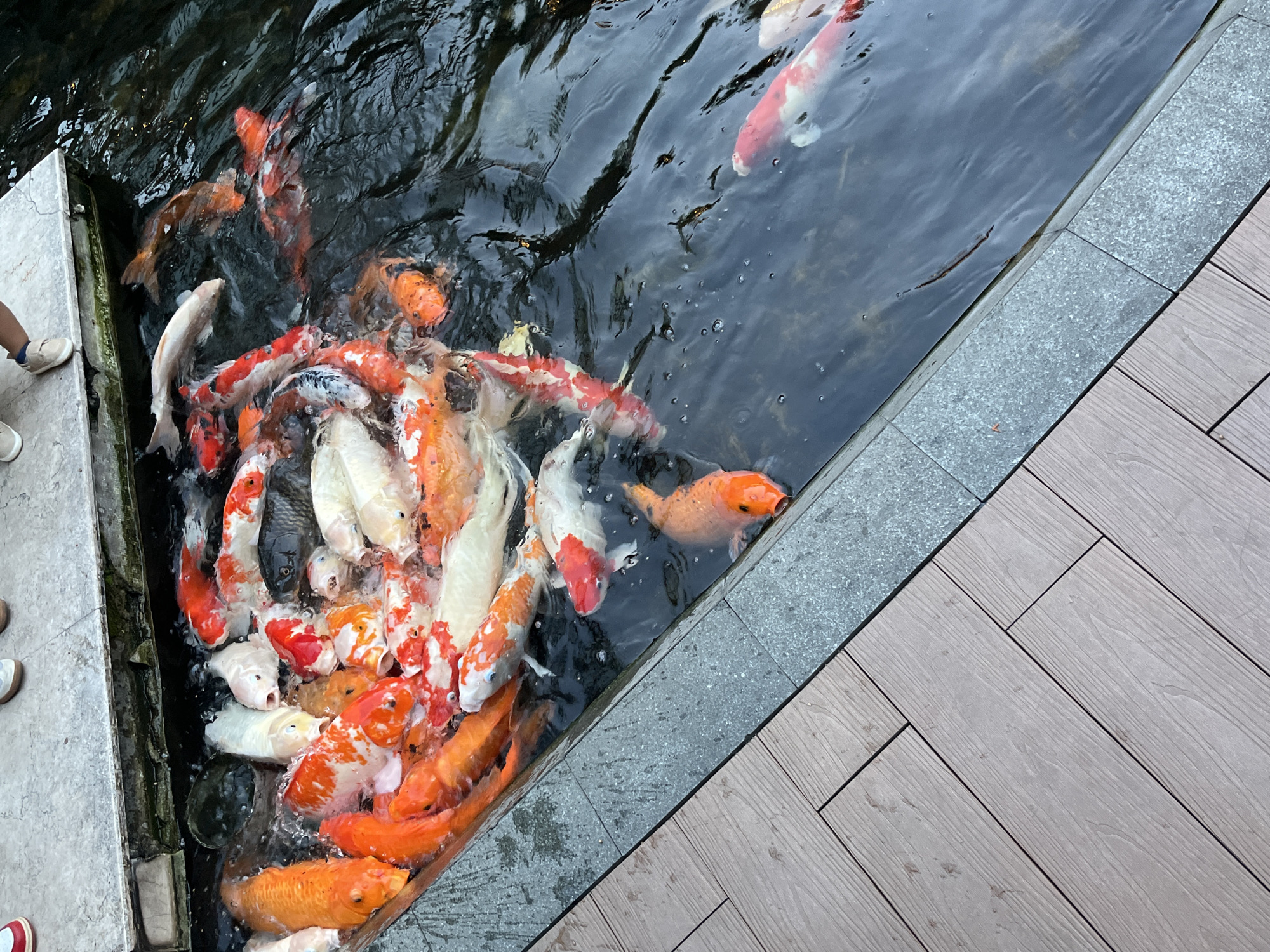 A high-angle, full shot captures a vibrant school of koi fish swimming in a dark pond. The fish, displaying a variety of orange, white, red, and black markings, are densely packed and appear to be feeding or gathered at the surface. The pond's edge is lined with gray, speckled stone, transitioning to a light brown wooden deck on the left side of the frame. A sliver of a concrete ledge with two people's feet wearing casual shoes is visible at the top. The water is rippling, suggesting movement and activity within the pond. The scene appears to be an outdoor setting, possibly a decorative pond in a park or garden. This scene is consistent with observations at Taman Ayodya in Kebayoran Baru, South Jakarta, Indonesia, which features a public pond with koi fish and surrounding recreational areas.