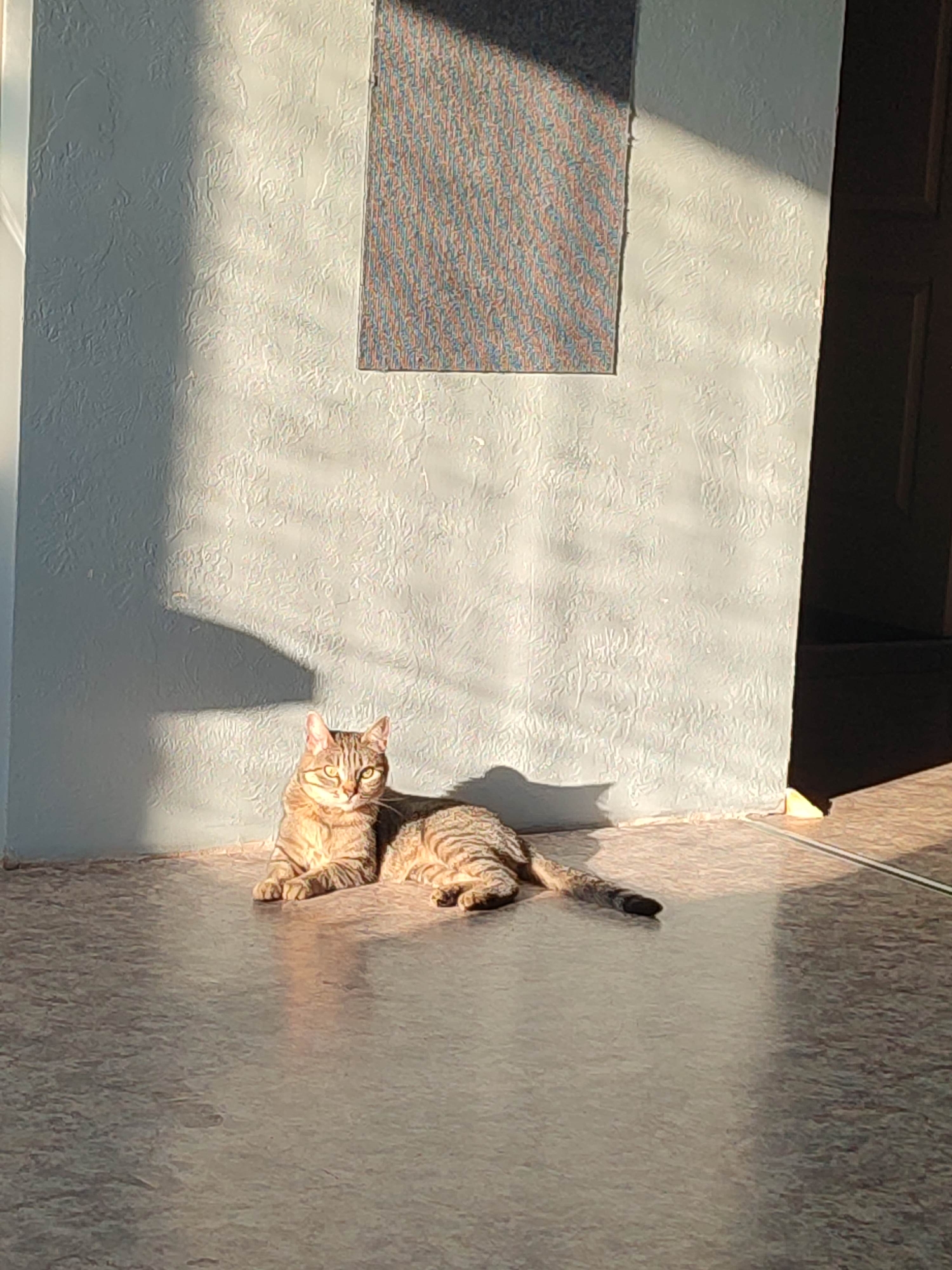 A tabby cat lies on a floor bathed in warm sunlight. The cat is facing forward, looking directly at the camera with bright eyes. Its fur is striped with shades of brown and tan. The cat is lying down with its front paws extended and its body stretched out.
The background is a textured, light-colored wall. A dark rectangular object, possibly a door or cabinet, is visible on the far right of the image. A patterned rug or carpet is mounted on the wall. Sunlight casts strong shadows across the wall and floor, indicating it is either early morning or late afternoon. The overall mood is peaceful and serene, with the cat appearing relaxed and content in the sunbeam. The floor appears to be tile or linoleum. No visible text is present in the image.