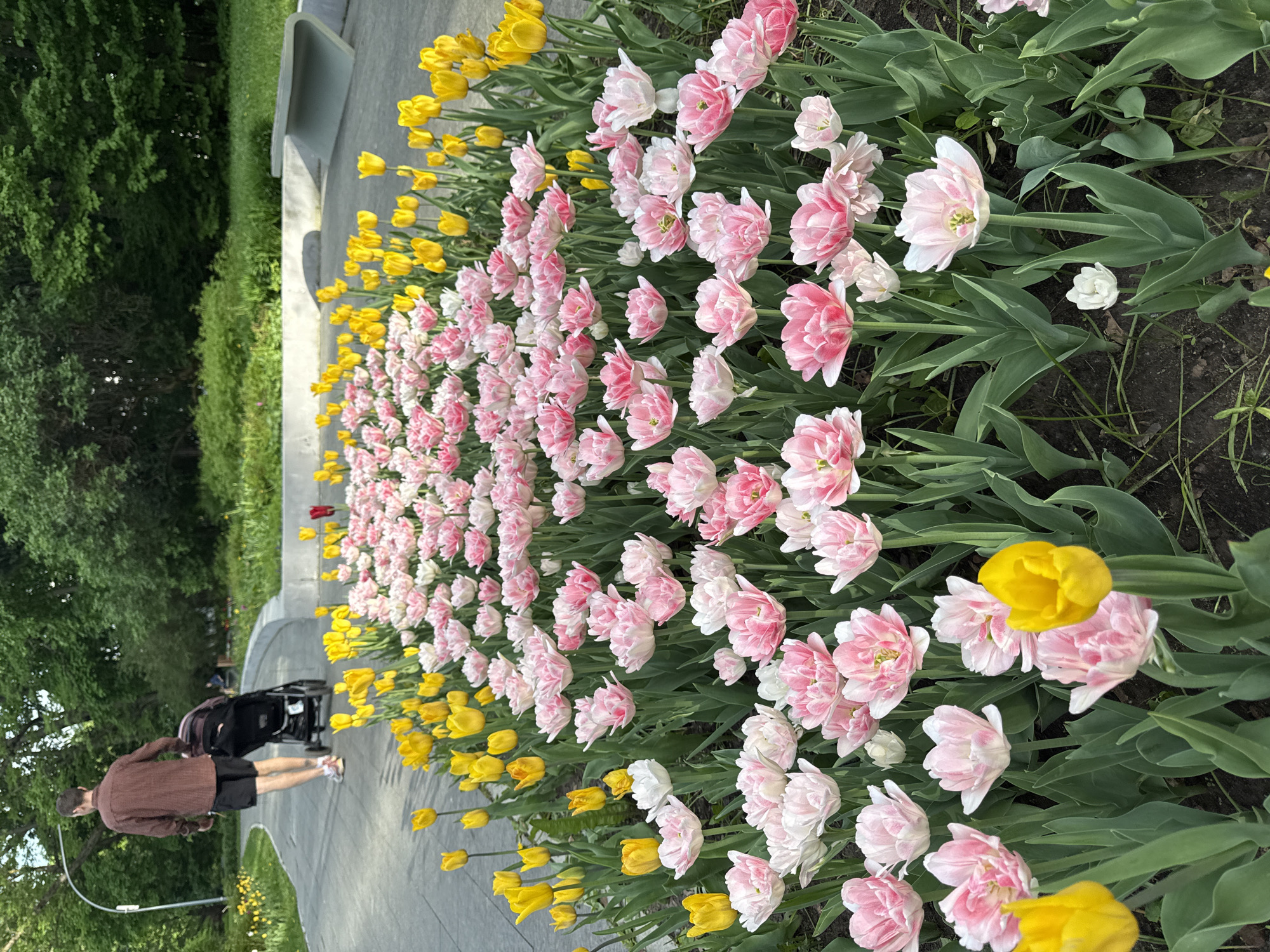 The image depicts a flower bed in a park, likely in Moscow, Russia, judging by the style of architecture and landscaping. The flower bed features rows of blooming tulips, primarily yellow and pink varieties. A man in a brown shirt and shorts is walking along a paved path next to the flower bed, pushing a stroller. A bench can be seen in the background, along with trees and greenery. The scene is bathed in natural light, suggesting a sunny day.