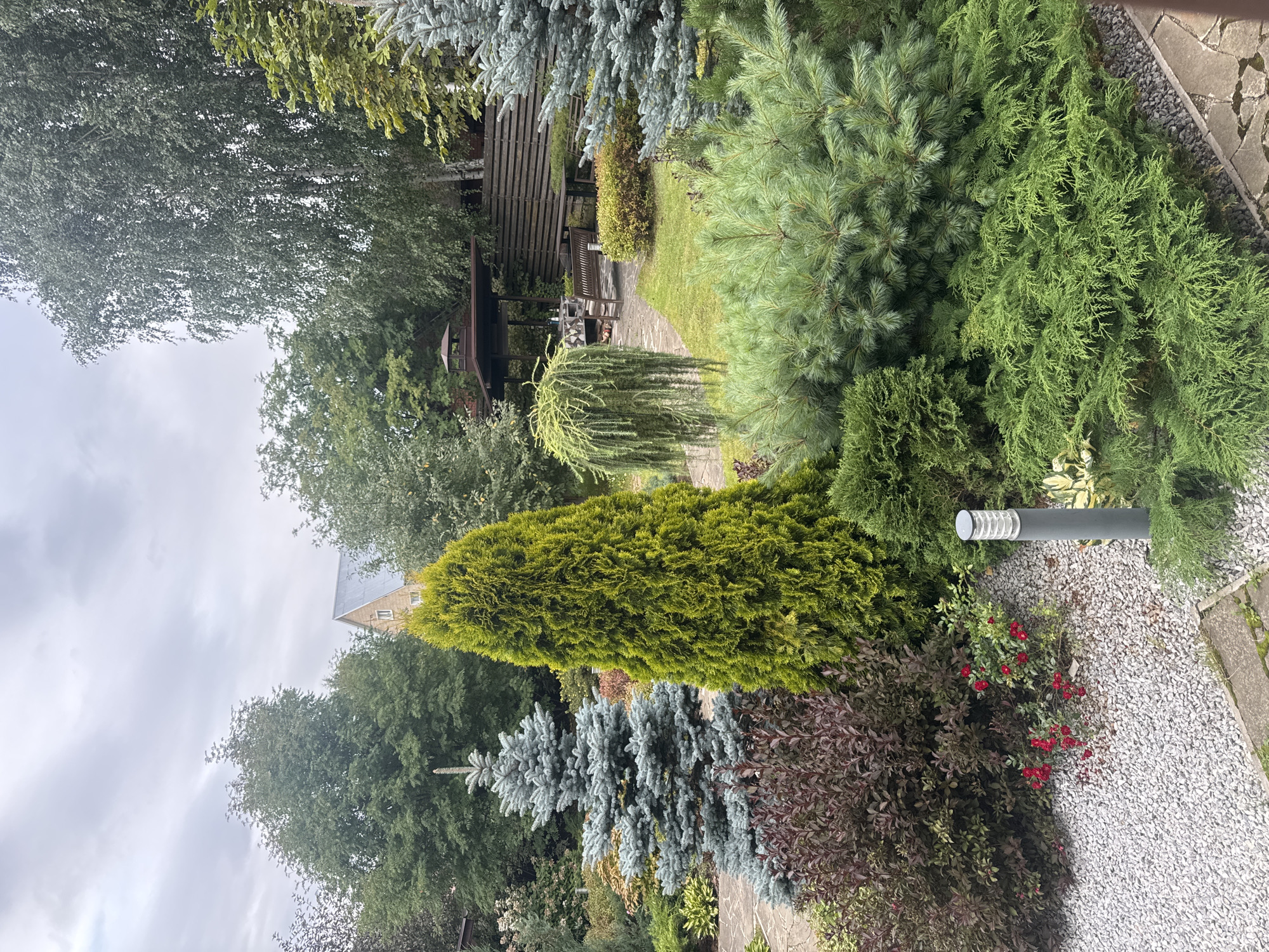 This image depicts a lush garden scene, likely a backyard, in Monino, Russia. The foreground is dominated by various evergreen shrubs and trees, including a prominent tall, conical green tree, a blue spruce, and several low-lying, textured green bushes. To the left, a bed of small red roses is visible amidst dark red foliage and a pathway of white gravel. A modern, grey cylindrical garden light stands near the path.
In the middle ground, a stone pathway meanders through a manicured lawn towards a wooden gazebo and seating area. The gazebo has a dark brown roof and open sides, with benches and a table visible beneath it. Beyond the gazebo, a wooden fence encloses the area, and more trees and greenery create a natural backdrop.
The background features several mature trees, including a large birch tree with a textured white trunk. A house with a pitched roof, possibly yellow or tan, is visible peeking through the trees. The sky is overcast with grey clouds, suggesting a temperate or cool climate. The overall impression is one of a well-maintained and verdant private outdoor space.