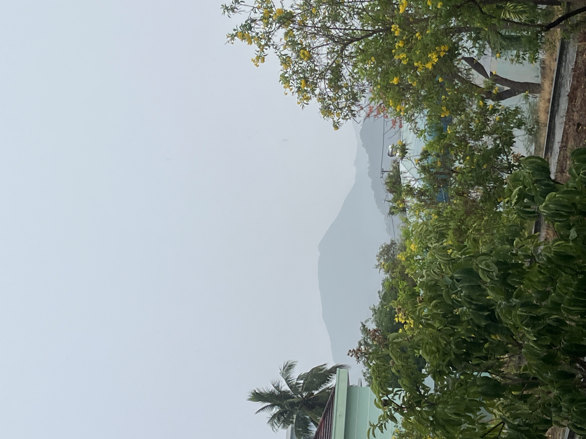 The image captures an overcast day in Bac Nha Trang Ward, Vietnam, with a prominent mountain obscured by mist and haze in the background. The foreground features a building with a rooftop adorned by a coconut tree. Various trees with green foliage and yellow flowers frame the scene, adding a touch of color to the otherwise muted palette. The overall ambiance suggests a rainy or cloudy weather condition typical of a tropical climate.
