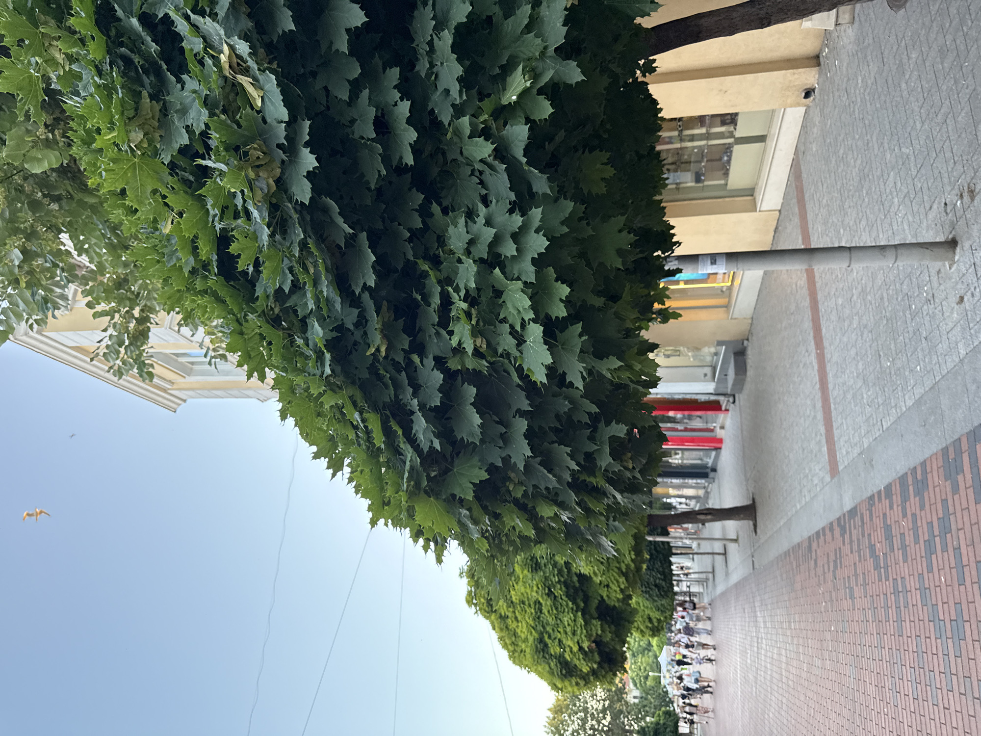 The image depicts a street scene in the city of Unknown, Unknown. The perspective is from eye level, looking down a pedestrian walkway lined with trees. In the foreground, a cobblestone path with a pattern of red and gray bricks is visible. To the right of the walkway, there are shops with yellow facades and large display windows. Several trees with dense green foliage are planted along the walkway, providing shade. In the background, a group of people are walking along the street. The sky is a clear blue with a few thin clouds. One bird is flying in the sky. The overall impression is that of a pleasant, urban environment on a clear day.