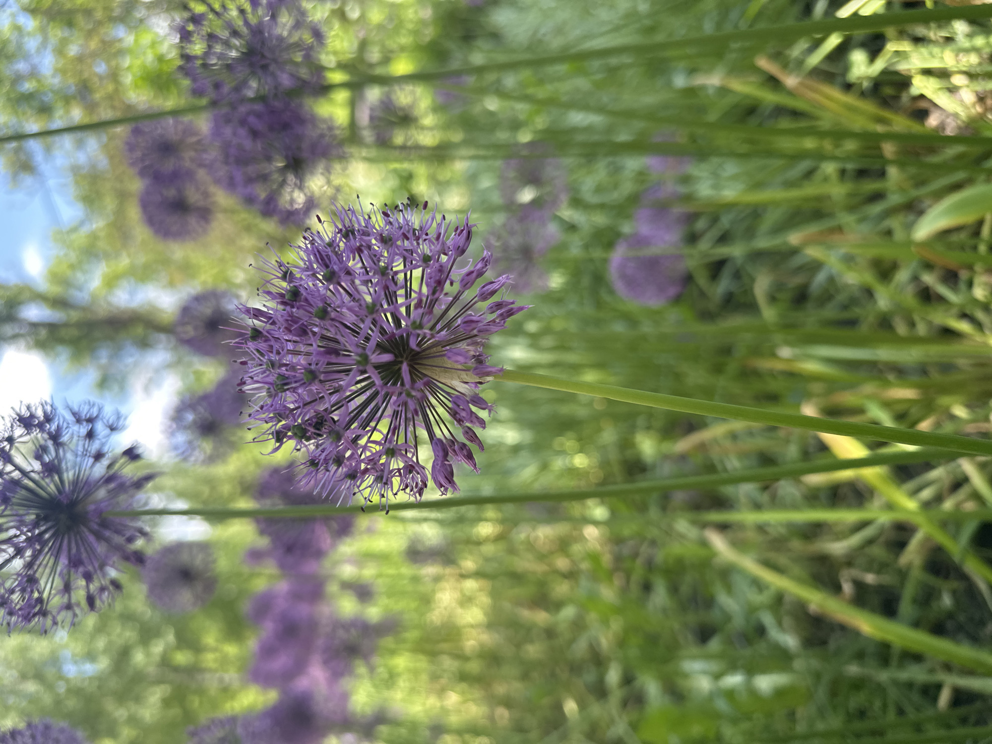 The image shows several purple allium flowers, with the focal point on the flower in the foreground. The flowers have a distinctive spherical shape, with many small individual flowers radiating outwards. The background is blurred, showing other allium flowers and green foliage. The setting appears to be a garden or park-like environment. Given the location, this could be a garden within the city of Stavropol, Russia, although there are no specific elements in the image that definitively confirm this.