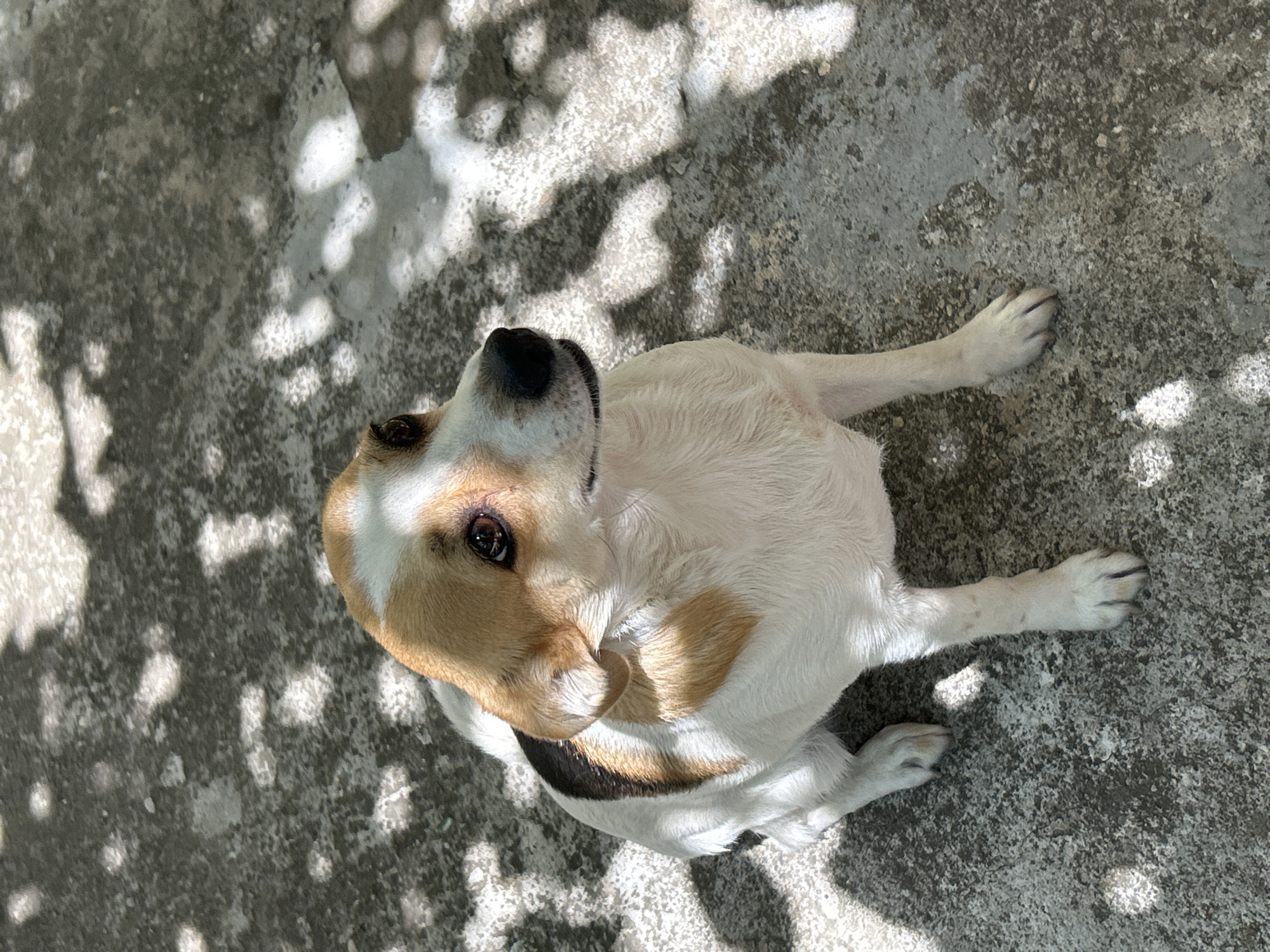 A tri-color dog, primarily white with tan and black markings on its head and back, is sitting on a grey, textured concrete surface outdoors. The dog is looking upwards and to the right, with its ears slightly perked. Dappled sunlight filters through overhead foliage, casting shadows on the ground around the dog. The scene appears to be in a yard or open area, potentially in Krumovo, Bulgaria, given the natural light and outdoor setting. There are no people or other animals visible in the frame. The focus is on the dog and its immediate surroundings.