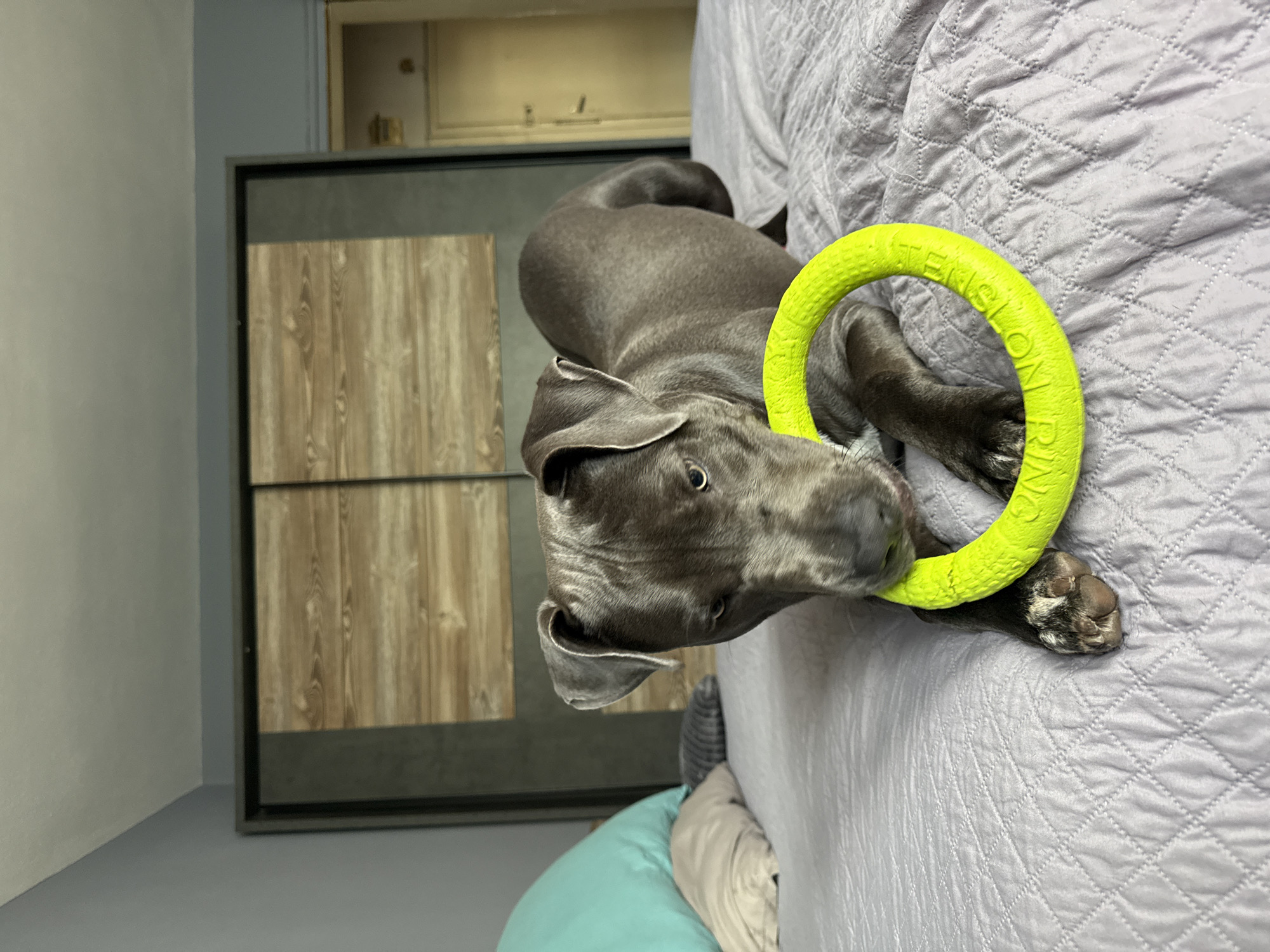 An American Pit Bull Terrier is lying on a bed with a bright yellow ring toy in its mouth. The dog is facing the camera and its body is angled to the right. The bed has a quilted purple comforter. In the background, there is a large wardrobe with wooden doors and a doorway to another room. The room appears to be a bedroom.