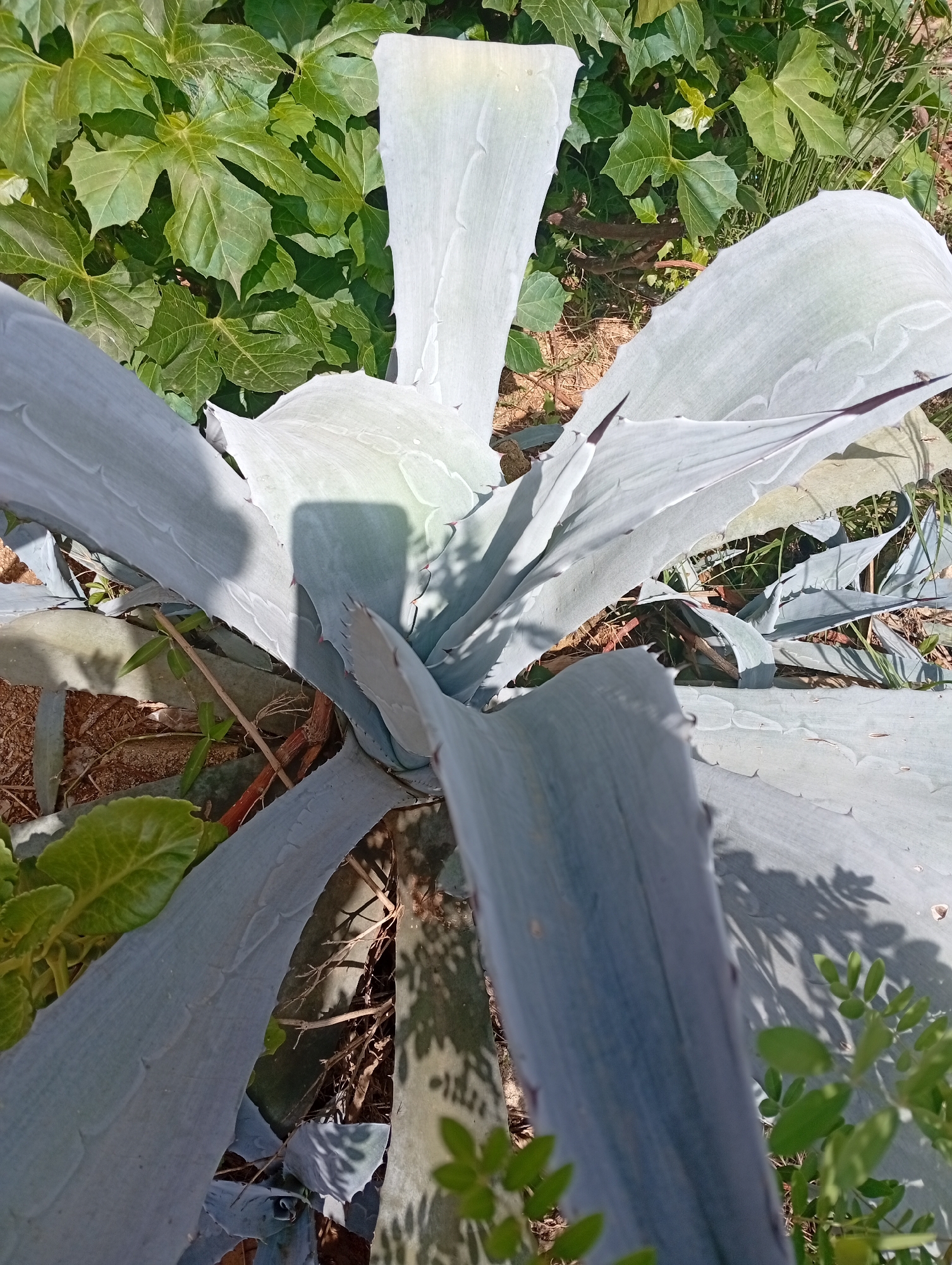 The image shows a close-up view of a large agave plant with thick, fleshy, blue-green leaves. The plant is positioned in the center of the frame, with its spiky leaves fanning outwards. The ground around the plant is covered with dry soil, small stones, and some dry grass. In the background, there are some leafy green plants. The lighting suggests it is daytime, and there is a shadow of a phone or camera on one of the leaves, indicating the photo was taken by someone holding such a device. The scene is outdoors, likely in a garden or natural setting. The specific location in Gura Top, Nigeria, is not discernible from the visual information alone; the image depicts flora commonly found in arid or semi-arid regions.