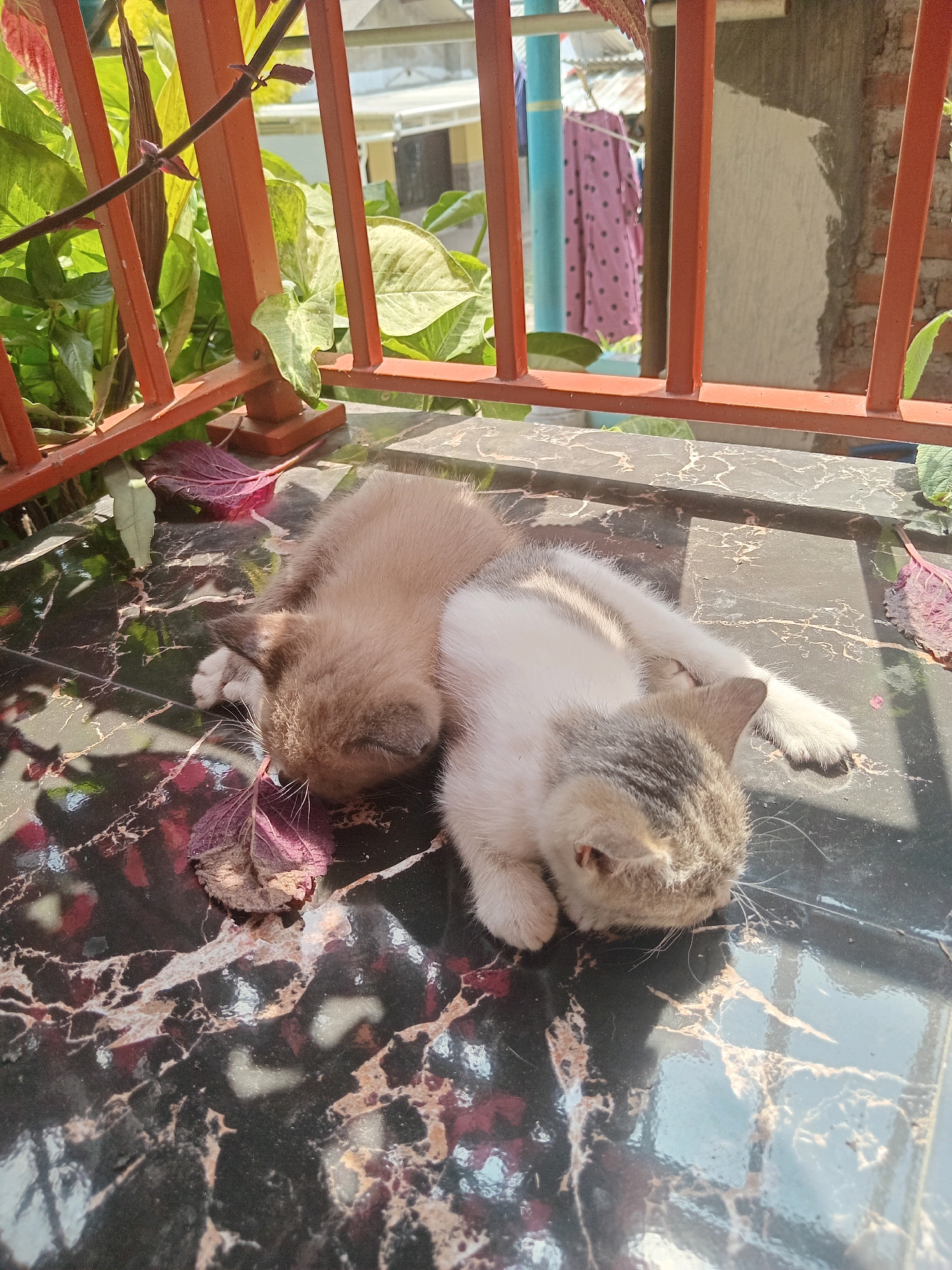 Two kittens are lying on a dark, reflective surface, possibly a balcony or table. The kitten on the left is a light brown color, while the kitten on the right is white with gray tabby markings. Both kittens appear to be asleep or resting, with their faces turned downwards. They are positioned close together, almost touching. Scattered around the kittens are a few fallen leaves, some of which are reddish-purple. In the background, a reddish-orange metal railing is visible, with green foliage behind it. Beyond the railing, a blurry scene of buildings and possibly clothes hanging on a line can be seen. The scene is illuminated by sunlight, casting shadows on the surface. The presence of a railing and the glimpse of buildings suggest an outdoor urban or semi-urban environment, consistent with a location in Claket, Indonesia.