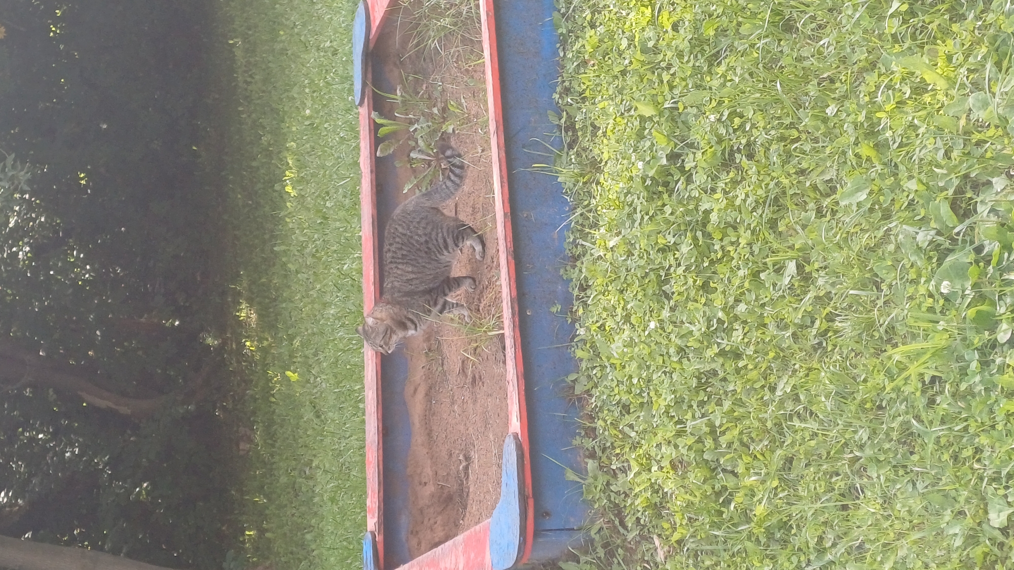 A tabby cat stands in a sandpit filled with sand and some sparse vegetation. The sandpit has a red and blue border. The sandpit is situated outdoors in a grassy area with trees and foliage in the background. The image quality is somewhat low, with a slightly blurry appearance. The location is described as Izhevsk, Russia.