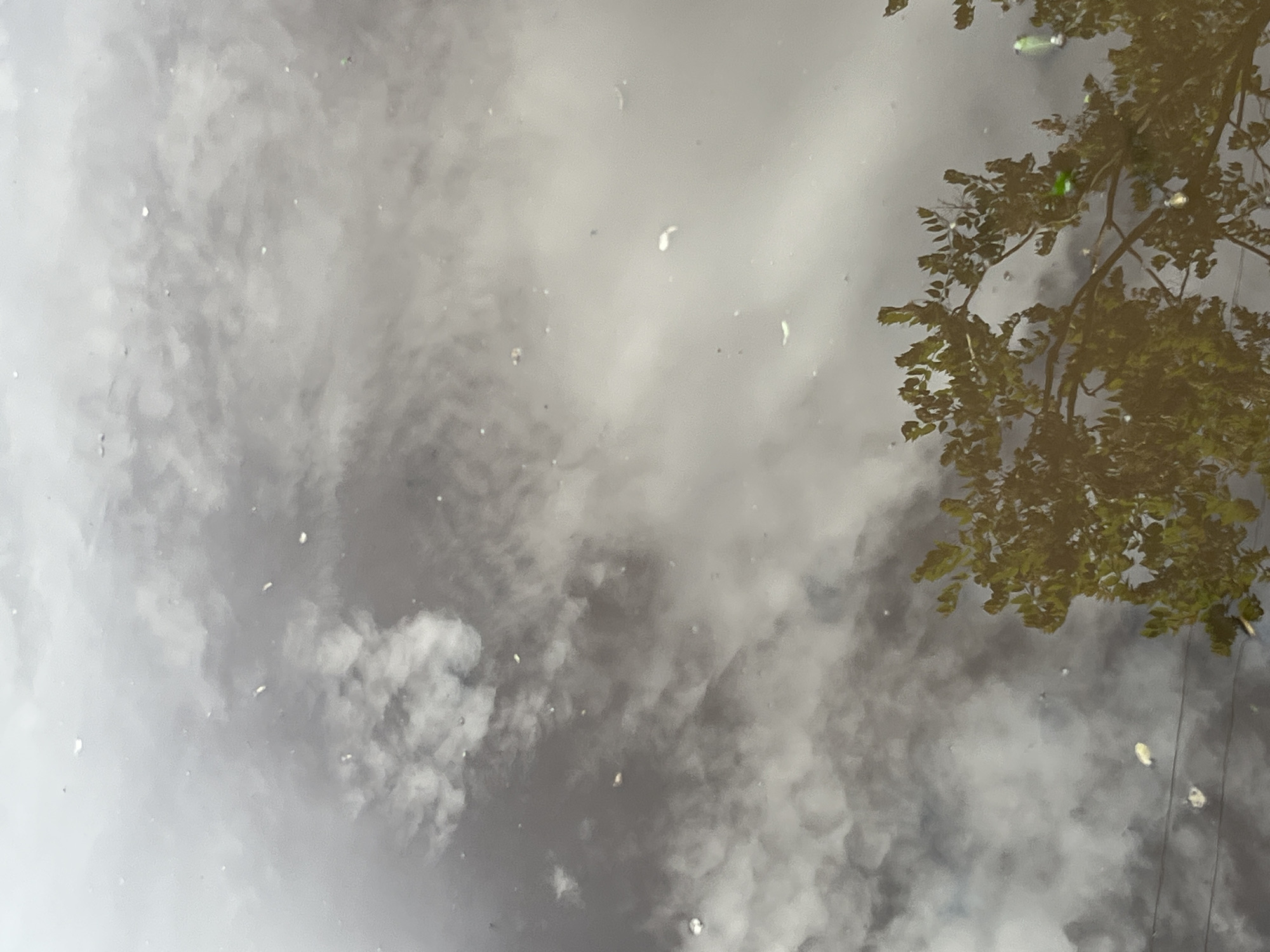 The image depicts a reflection in a puddle. The upper right corner shows the reflection of a tree with green leaves. The rest of the puddle reflects a cloudy sky with shades of gray and white. There are scattered white objects, possibly leaves, floating on the surface of the water. The location is unknown, and there is no evidence to suggest it is in Kryvyi Rih, Ukraine.