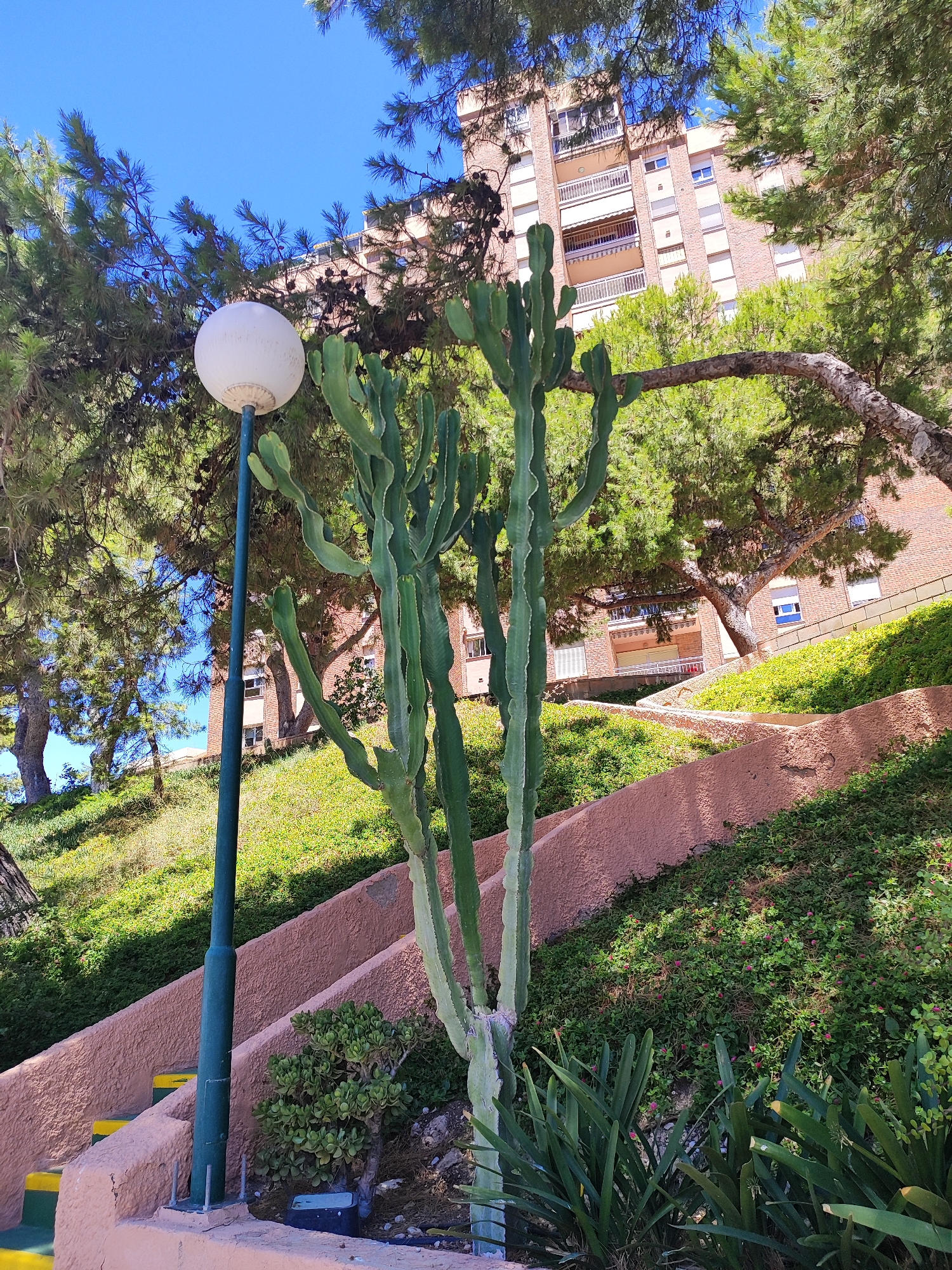 The image depicts an outdoor scene on a sunny day, with a clear blue sky. In the foreground, a tall, segmented cactus stands to the right of a green lamppost with a white spherical lantern. The lamppost is positioned on a concrete base. A stone staircase with pinkish-orange textured walls and yellow and green steps leads upwards to the right. The staircase is flanked by lush green vegetation, including a small bush to the right of the lamppost and more sprawling ground cover with small pink flowers on the steps. In the mid-ground and background, a large brick building with multiple balconies and white railings rises behind a canopy of mature pine trees. The building appears to be residential. The overall environment suggests a well-maintained public or residential area, likely in a Mediterranean climate, consistent with locations like El Campello, Spain, given the architectural style and vegetation. No people are visible in the image.