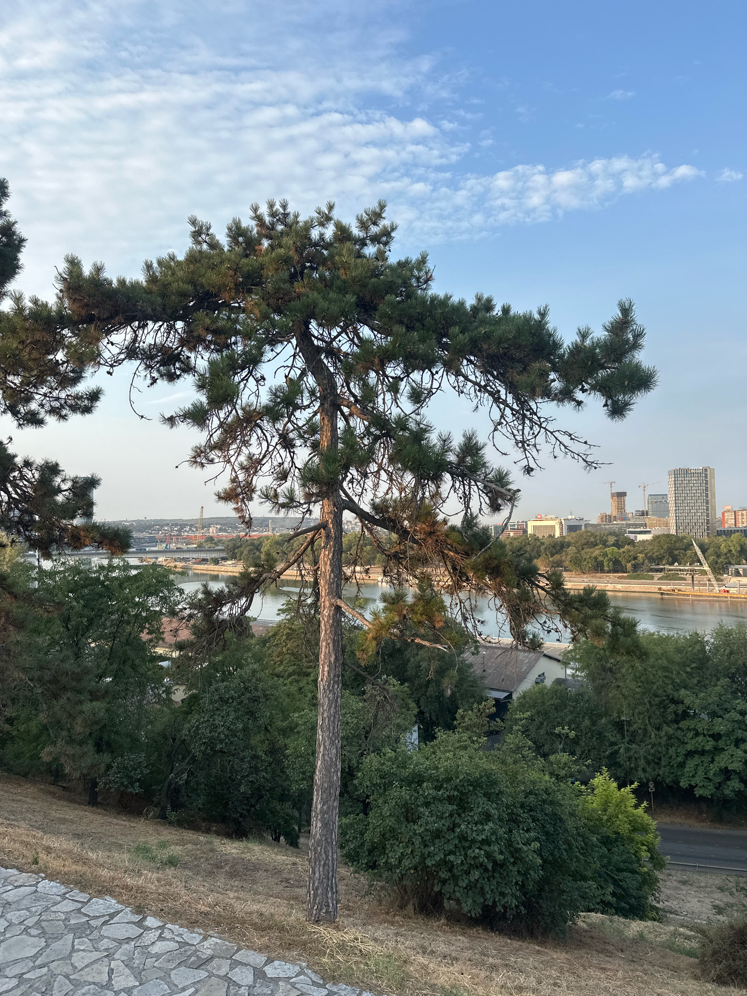 The image depicts a view of the Sava River in Belgrade, Serbia, seen from a hilltop overlooking the river and the cityscape. In the foreground, a large pine tree with a weathered trunk and expansive branches dominates the scene. The ground slopes downwards, covered in dry, golden grass and a section of a stone pathway.
Beyond the foreground, a dense collection of green trees forms a lush canopy, partially obscuring buildings and the river. The Sava River is visible, reflecting the sky. Across the river, the city of Belgrade is spread out, featuring a mix of buildings, including modern high-rises and industrial structures. Construction cranes are visible, indicating ongoing development. The sky is a clear blue with scattered white clouds. The overall impression is one of a natural vantage point within an urban environment.
