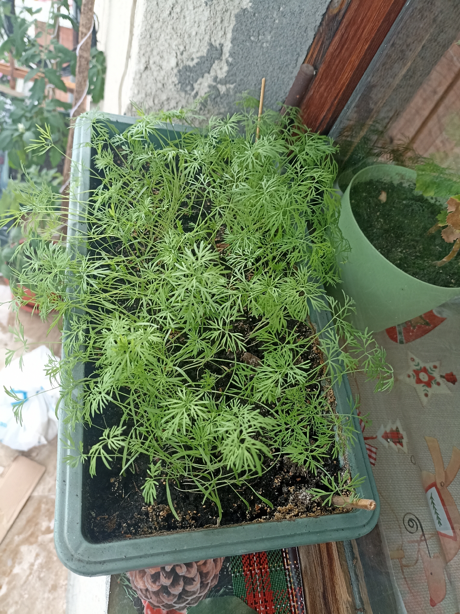 A close-up, high-angle shot shows a rectangular, dark green planter filled with numerous small, green dill plants. The planter is positioned on a table with a patterned cloth. To the right of the dill planter is a smaller, light green pot containing dark soil and a few wilting brown leaves. In the background, a concrete wall is visible, with a wooden window frame and some greenery outside. The scene appears to be on a balcony or windowsill, possibly in Alagir, Russia, given the details of the concrete and window construction. There are no people or animals present in the image. The overall lighting suggests an overcast day.