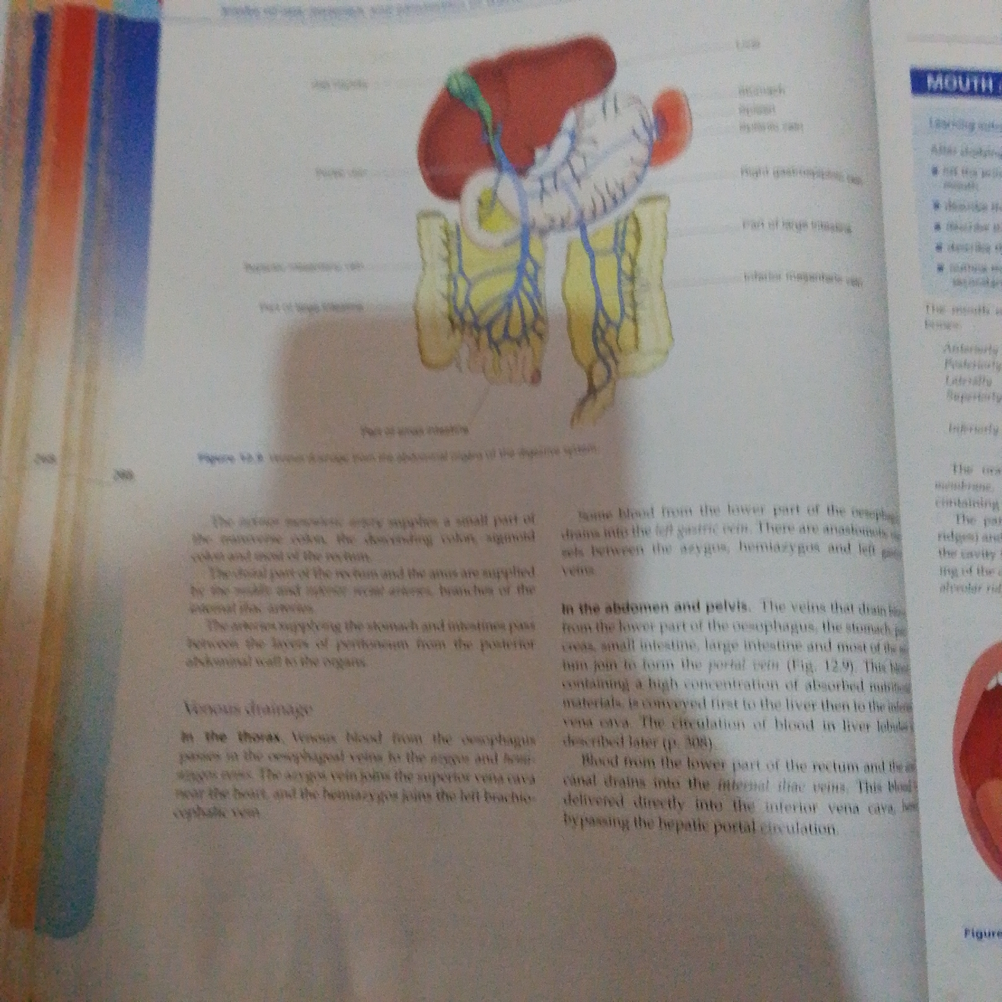 The image displays a textbook page with an anatomical illustration of the upper abdomen, focusing on the liver, stomach, pancreas, and portions of the intestines, all depicted with a network of blue veins. The illustration is surrounded by text in English, describing venous drainage and blood supply to these organs. The text discusses structures like the hepatic portal vein, superior vena cava, and inferior vena cava. There is also a smaller illustration of a human mouth with its interior visible on the right side of the page, and a heading "MOUTH" above it. On the left side of the page, there is a vertical strip of colored bars in red, orange, and blue, possibly part of the book's design or a separate element from another page. The image is a close-up of a printed page, showing text and illustrations. The location in Jalingo, Nigeria, is not evident in the provided image.