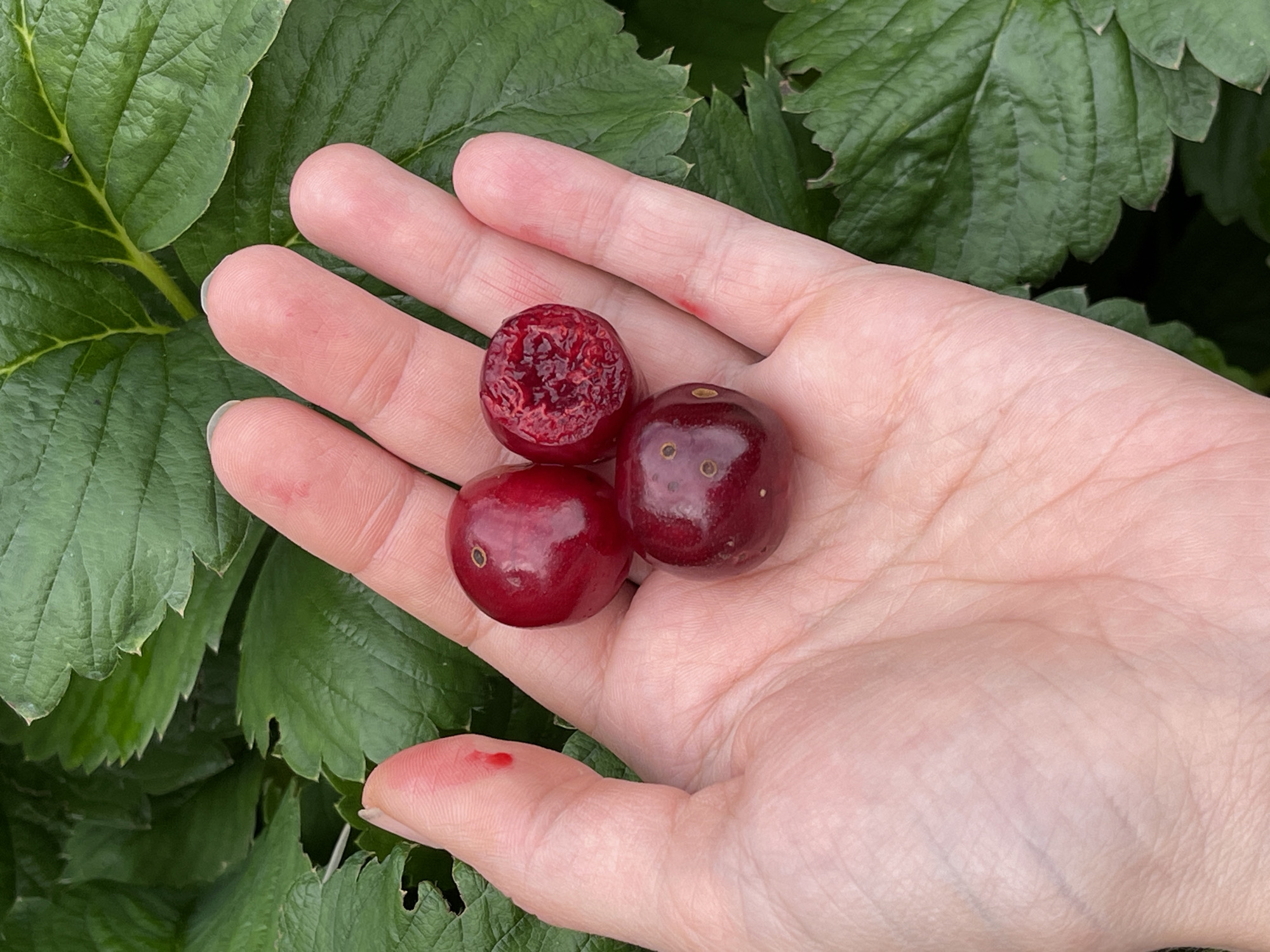 A hand holds three cherries, two ripe and red, one shriveled and damaged, against a backdrop of lush green strawberry leaves. The hand, with its pale skin and visible lines, cradles the fruit in its palm. The setting appears to be a garden or field, indicated by the vibrant foliage of strawberry plants. The lighting suggests it is daytime, with natural light illuminating the scene. The shriveled cherry might imply a slight disappointment or a less-than-perfect harvest. No text is visible in the image. The context provided places this scene in Sredny, Russia.