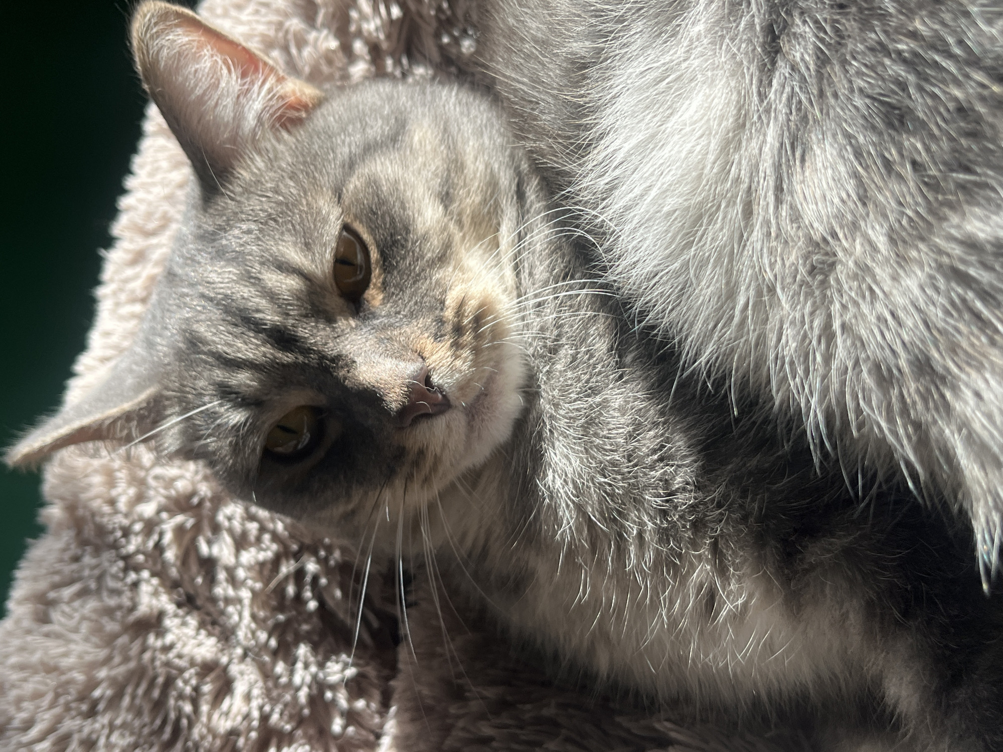 The image shows a close-up of a grey tabby cat lying on a soft, textured surface, possibly a blanket or bed. The cat's fur is predominantly grey with darker tabby markings on its face and body. Sunlight streams across the cat, creating highlights and shadows that emphasize the texture of its fur. The cat's eyes are partially closed, and its head is tilted slightly. The background is out of focus and appears to be a dark green surface. There are no visible people or any discernible elements that would indicate a specific location in the city of Nizhny Tagil, Russia. The image is a portrait of a domestic animal.