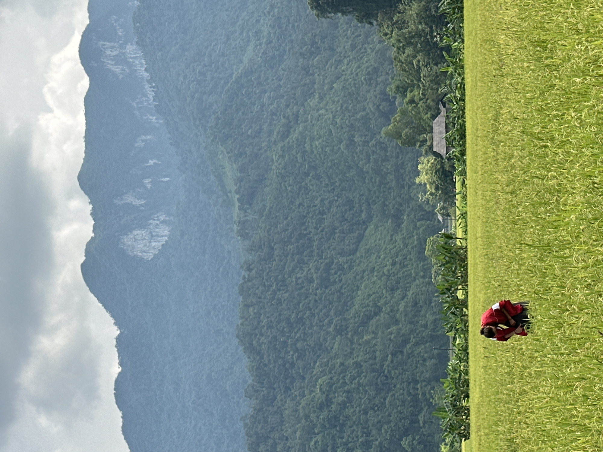 This vertical image captures a serene rural landscape in Ngọc Đường Commune, Vietnam. The scene is dominated by a vibrant green rice paddy field in the foreground and midground, stretching across the lower half of the frame. In the mid-right portion of the rice field, a person dressed in red and white clothing is visible, bent over, actively engaged in tending to the crops.
Behind the rice field, a dense line of trees forms a natural boundary, and nestled among these trees on the left side, a small, traditional-looking house with a grey roof is partially visible. The background features majestic, layered mountains, covered in lush green vegetation, characteristic of forested karst topography. The mountains appear somewhat hazy in the distance, suggesting atmospheric moisture. Above the mountains, the sky is partly cloudy, with bright white clouds contrasting against a lighter grey-blue. The time of day appears to be daytime, possibly under an overcast or partly cloudy sky, resulting in soft, diffused lighting across the landscape. There is no visible text in the image.