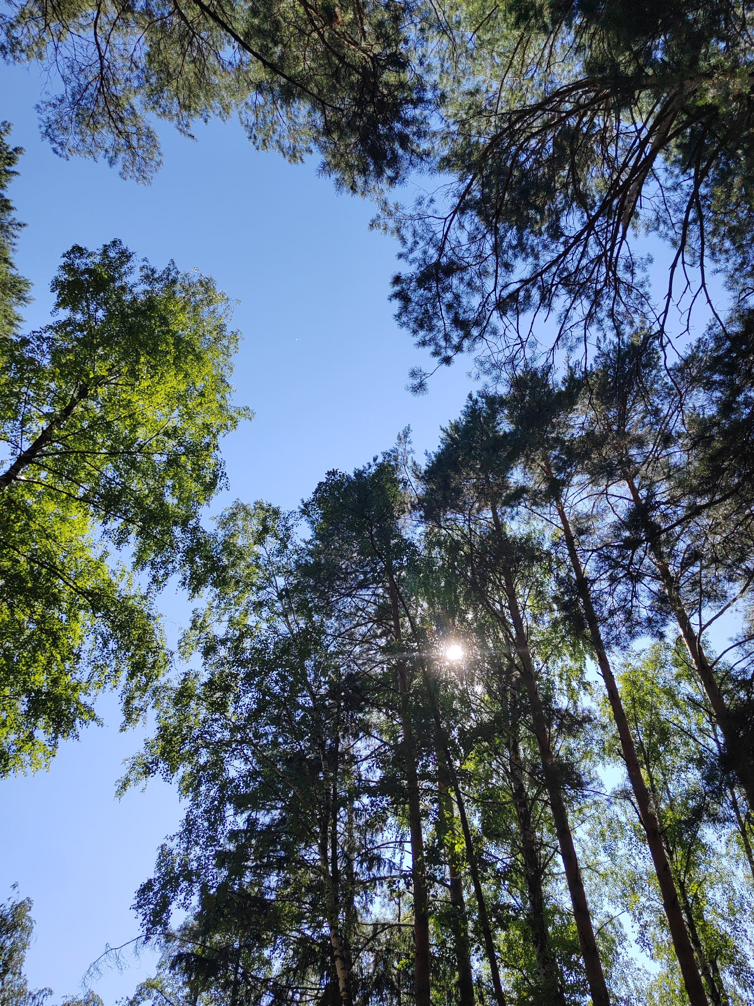 The image is a low-angle shot looking up at a clear blue sky framed by the branches and leaves of tall trees. Sunlight filters through the foliage, creating bright spots and dappled shade. The trees appear to be a mix of pine and deciduous trees, with varying shades of green leaves. The scene suggests a natural environment, likely a forest or park, within the city of Unknown, Unknown. There are no people or discernable objects in the foreground. The lighting indicates it is daytime, with the sun positioned high in the sky.